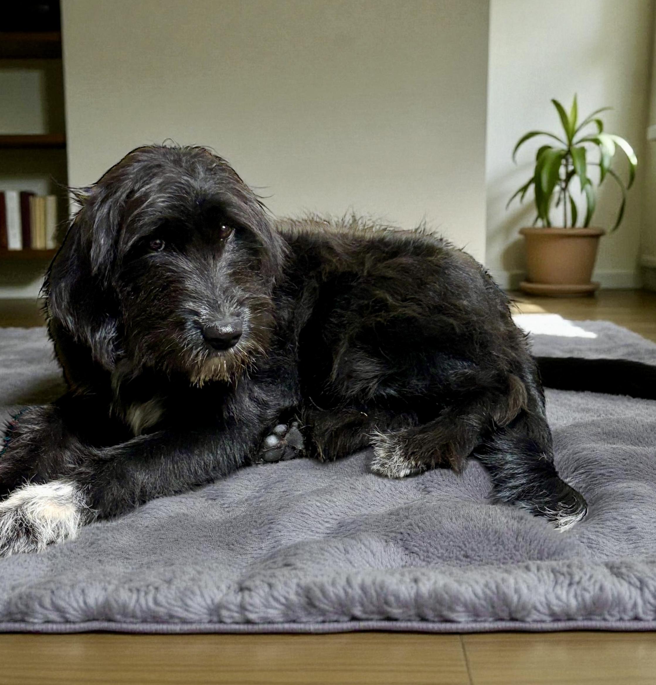 Poppy, an adoptable Schnoodle, Labrador Retriever in Ooltewah, TN, 37363 | Photo Image 1