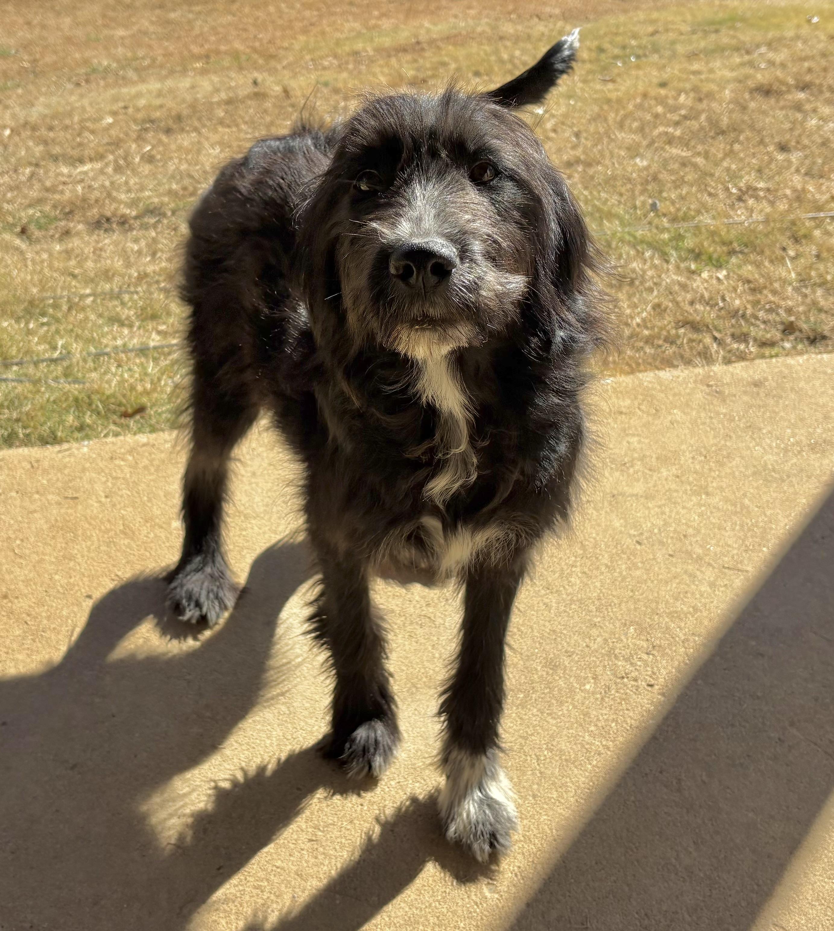 Poppy, an adoptable Schnoodle, Labrador Retriever in Ooltewah, TN, 37363 | Photo Image 6