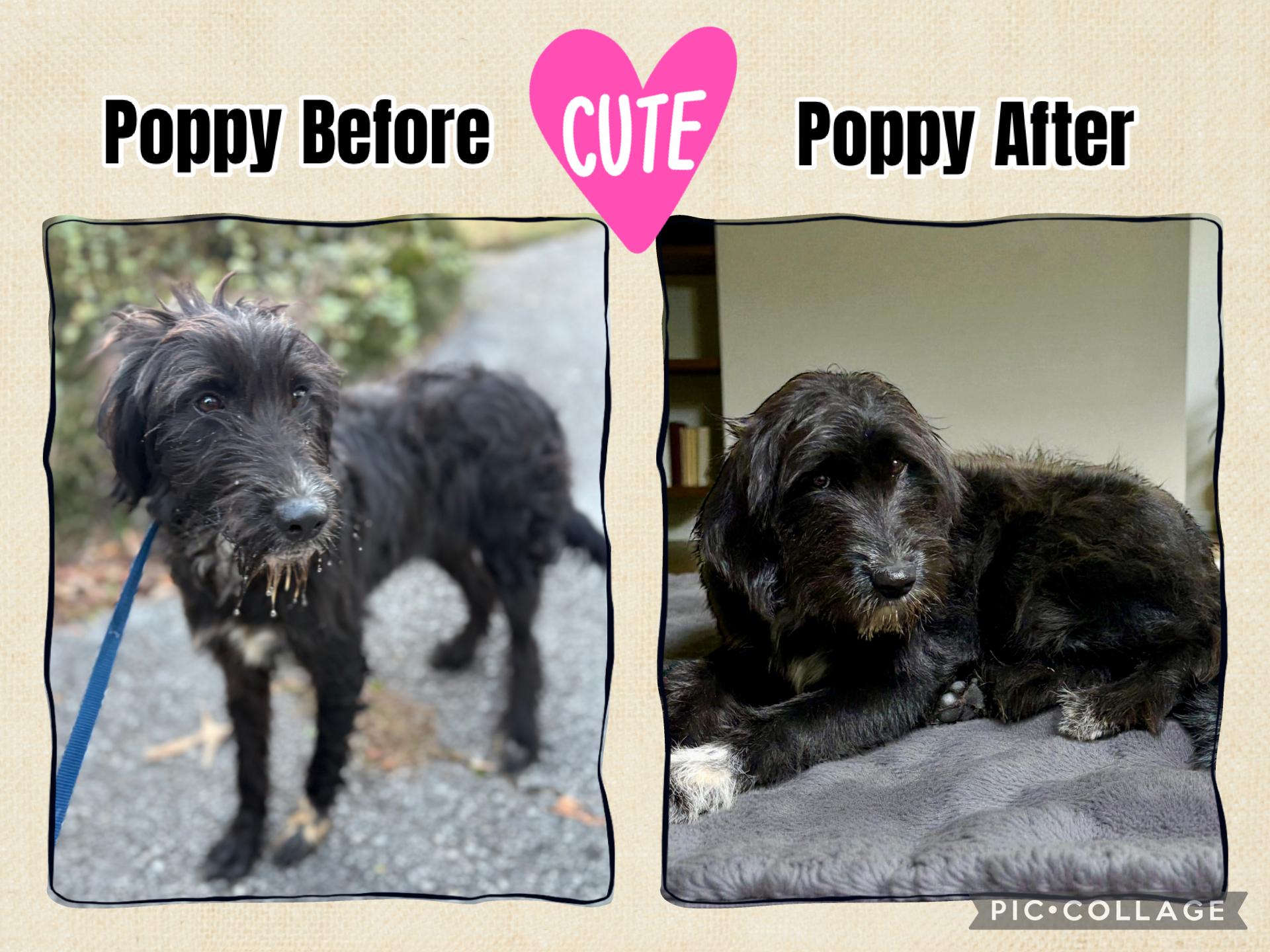 Enlarge Poppy, an adopted mixed breed in Ooltewah, TN image 5/6