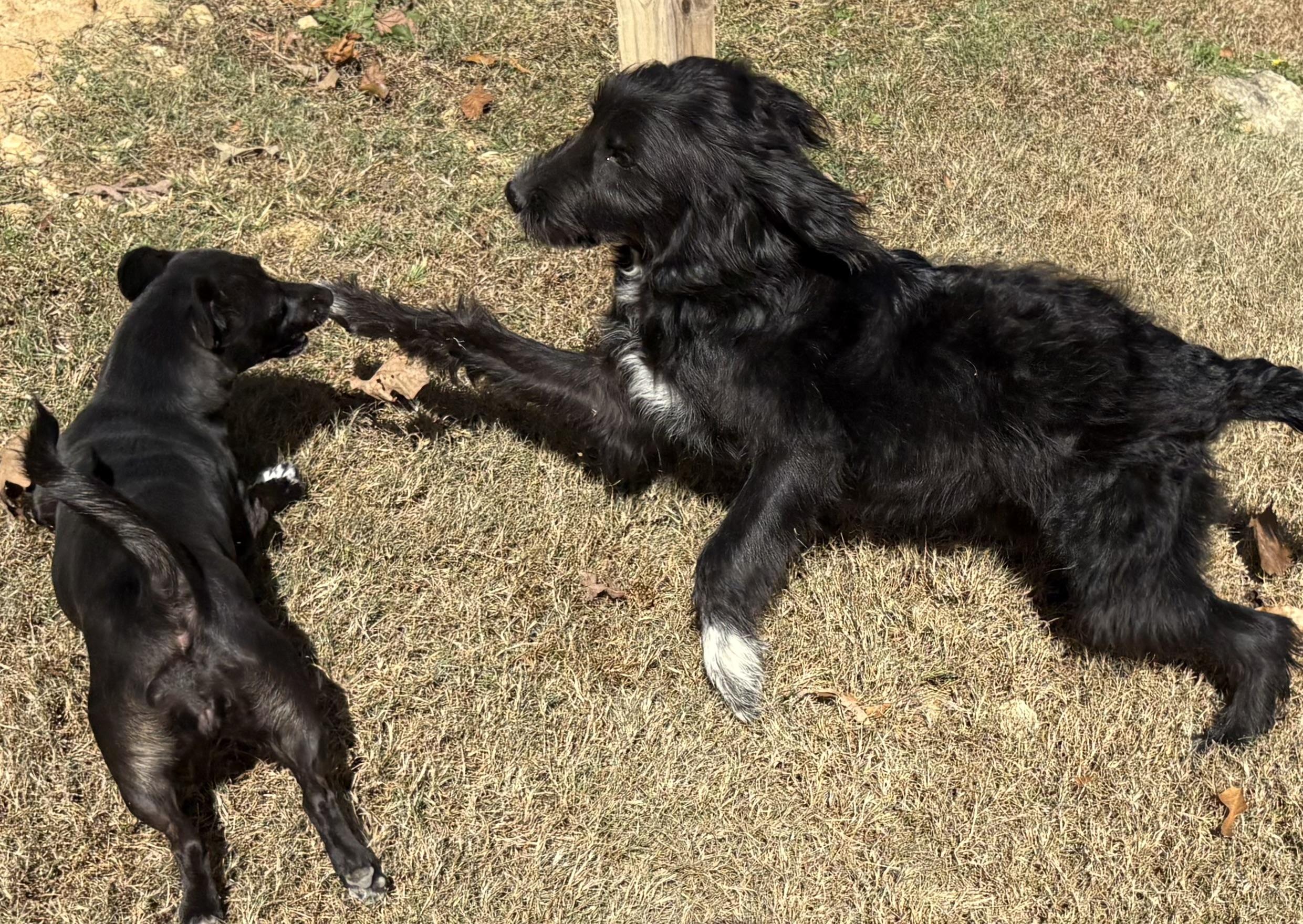 Poppy, an adoptable Schnoodle, Labrador Retriever in Ooltewah, TN, 37363 | Photo Image 5