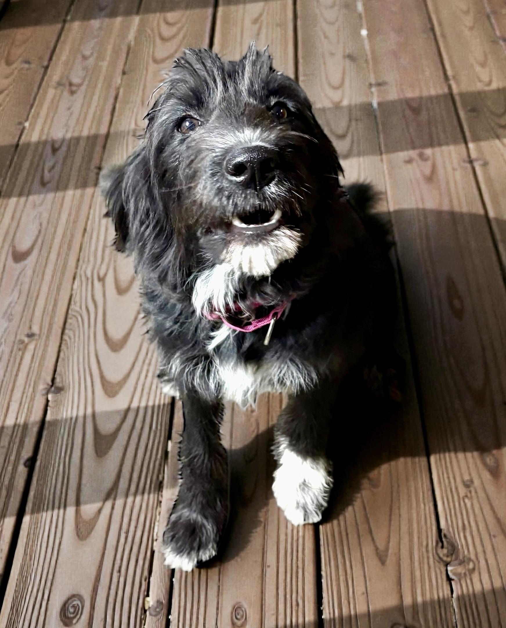 Enlarge Poppy, an adopted mixed breed in Ooltewah, TN image 2/6