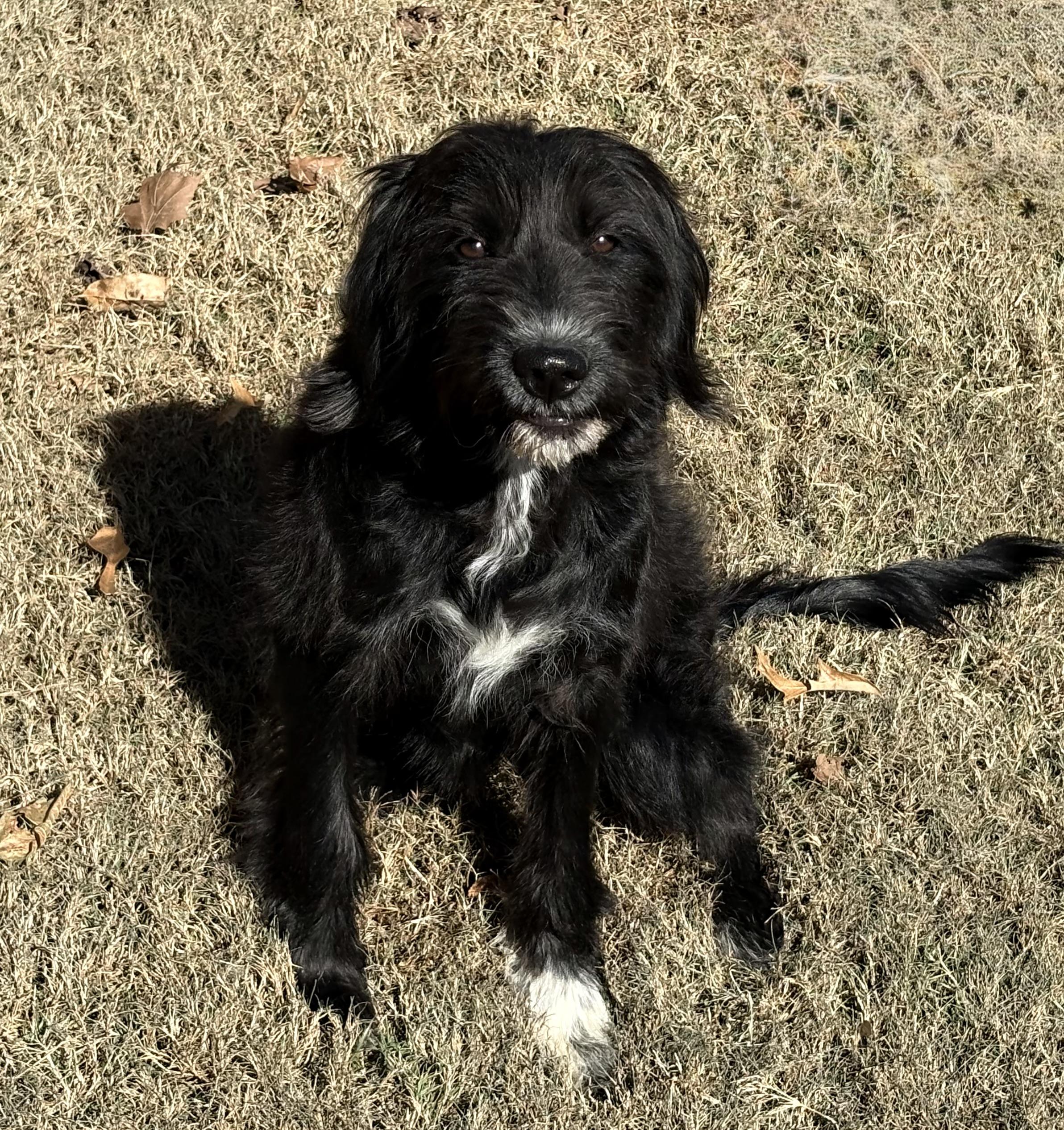 Poppy, an adoptable Schnoodle, Labrador Retriever in Ooltewah, TN, 37363 | Photo Image 2