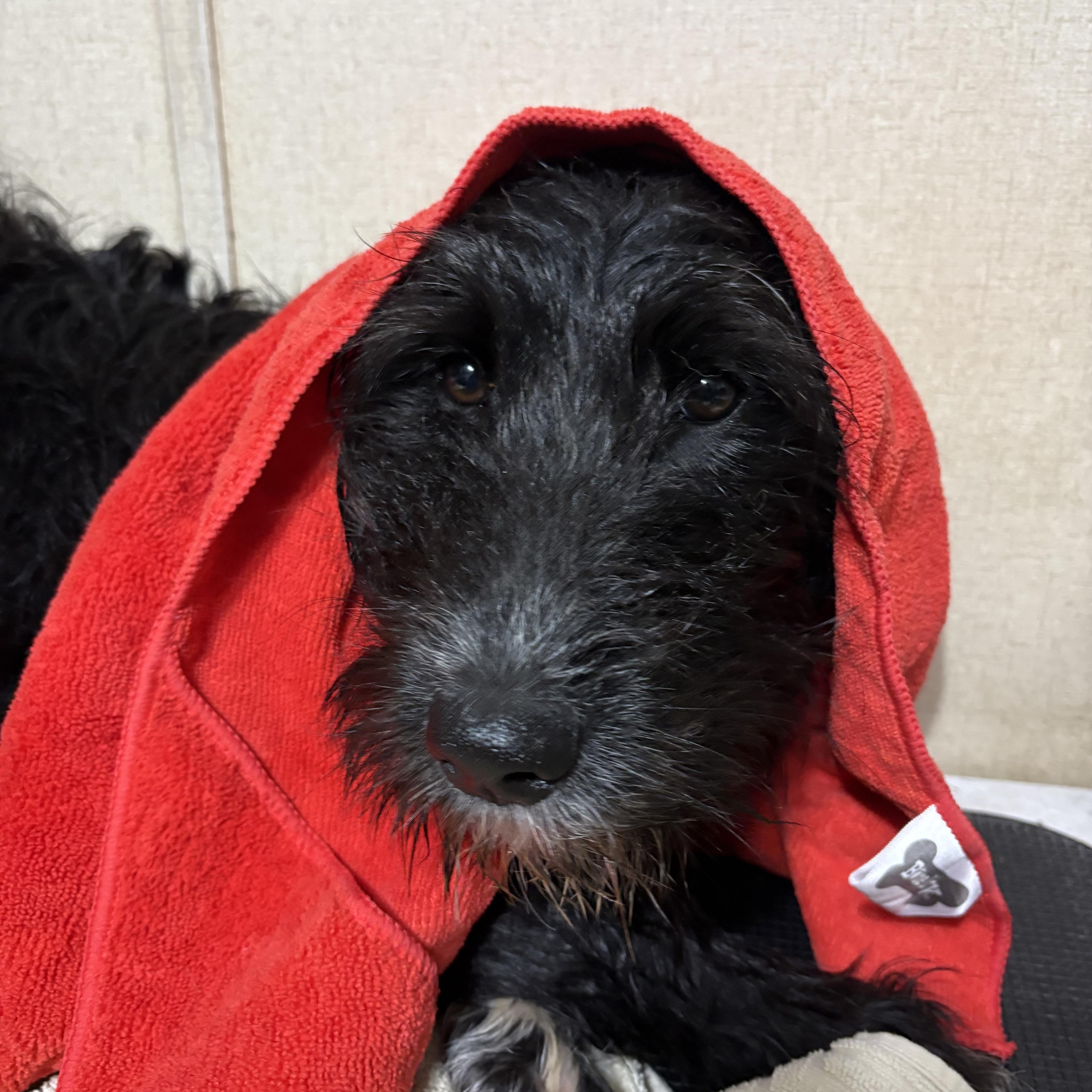 Poppy, an adoptable Schnoodle, Labrador Retriever in Ooltewah, TN, 37363 | Photo Image 3