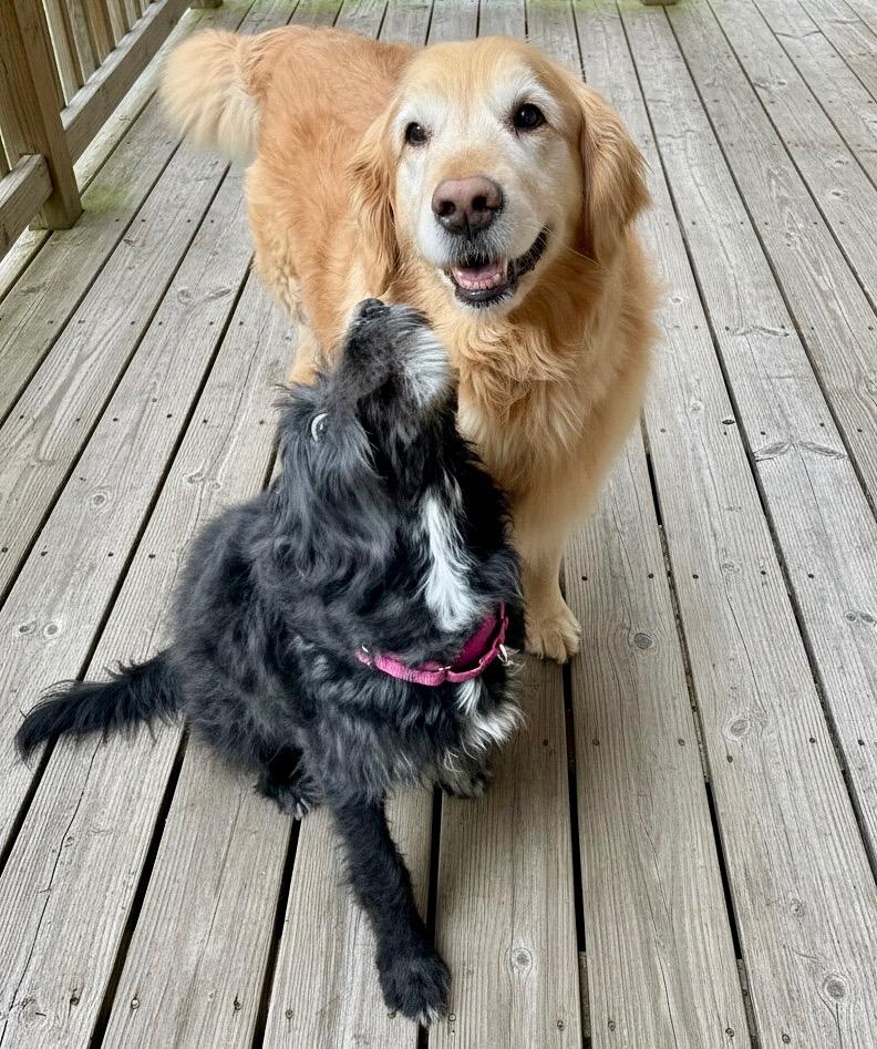 Enlarge Poppy, an adopted mixed breed in Ooltewah, TN image 3/6