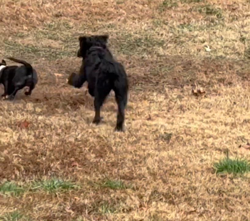 Enlarge Poppy, an adopted mixed breed in Ooltewah, TN video 6/6