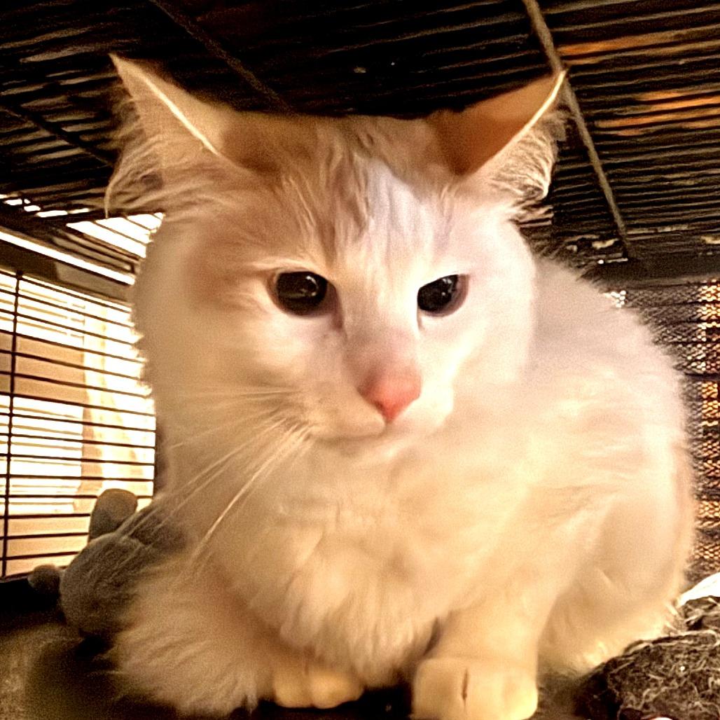 Bubba, Adoptable, Adult Male Domestic Medium Hair.