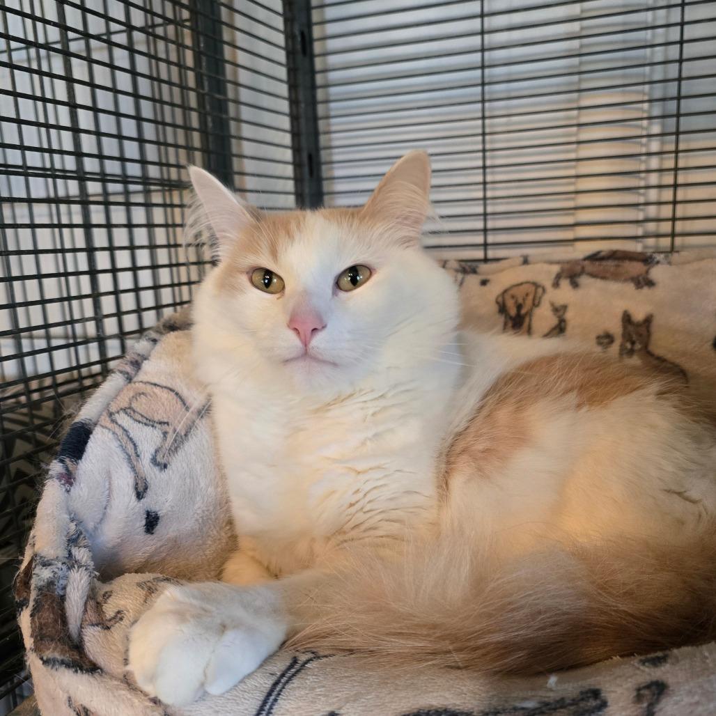 Bubba, a Adoptable Domestic Medium Hair in Hanna City, IL image 2/2