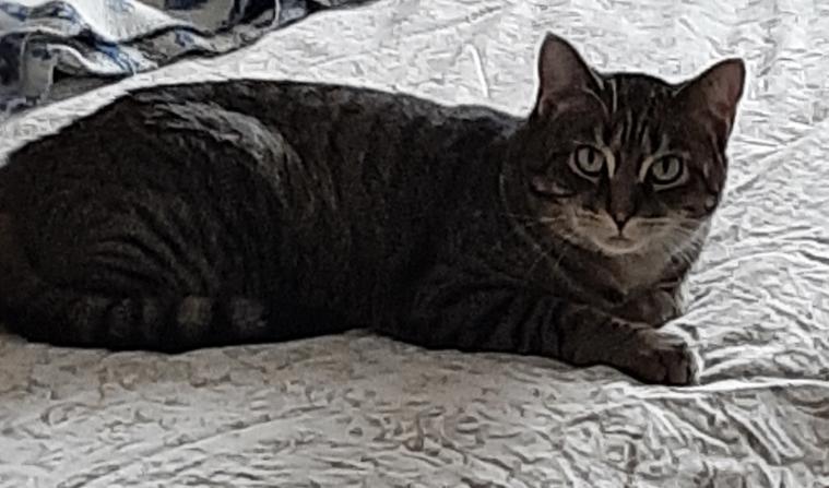 Sammie, Adoptable, Adult Female Domestic Short Hair.