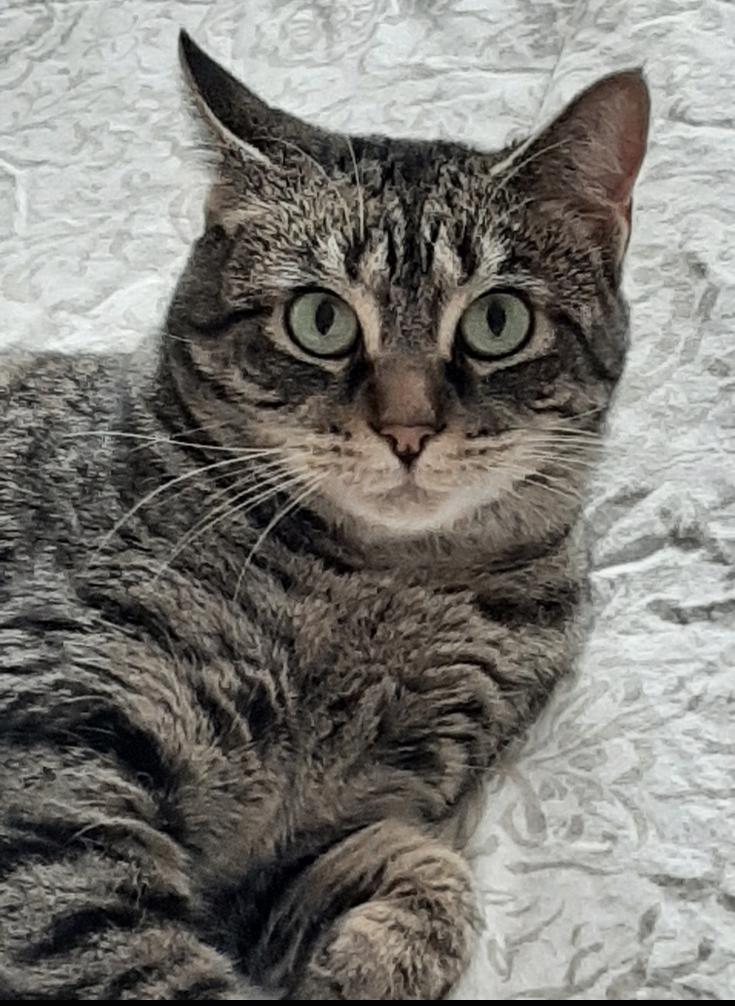 Sammie, a Adoptable mixed breed in Sandy, UT image 2/2