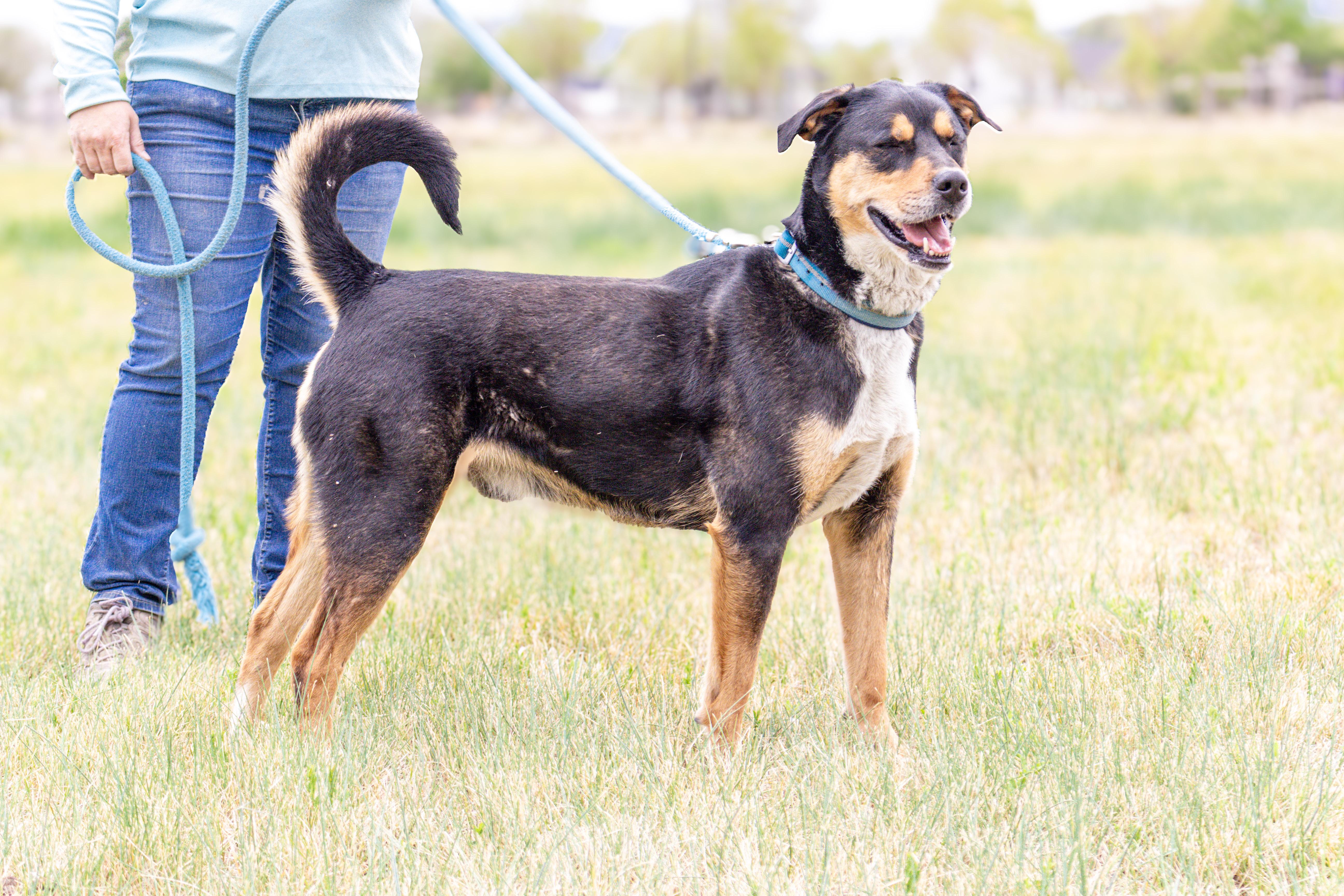 George, Adoptable, Adult Male Labrador Retriever & Siberian Husky.