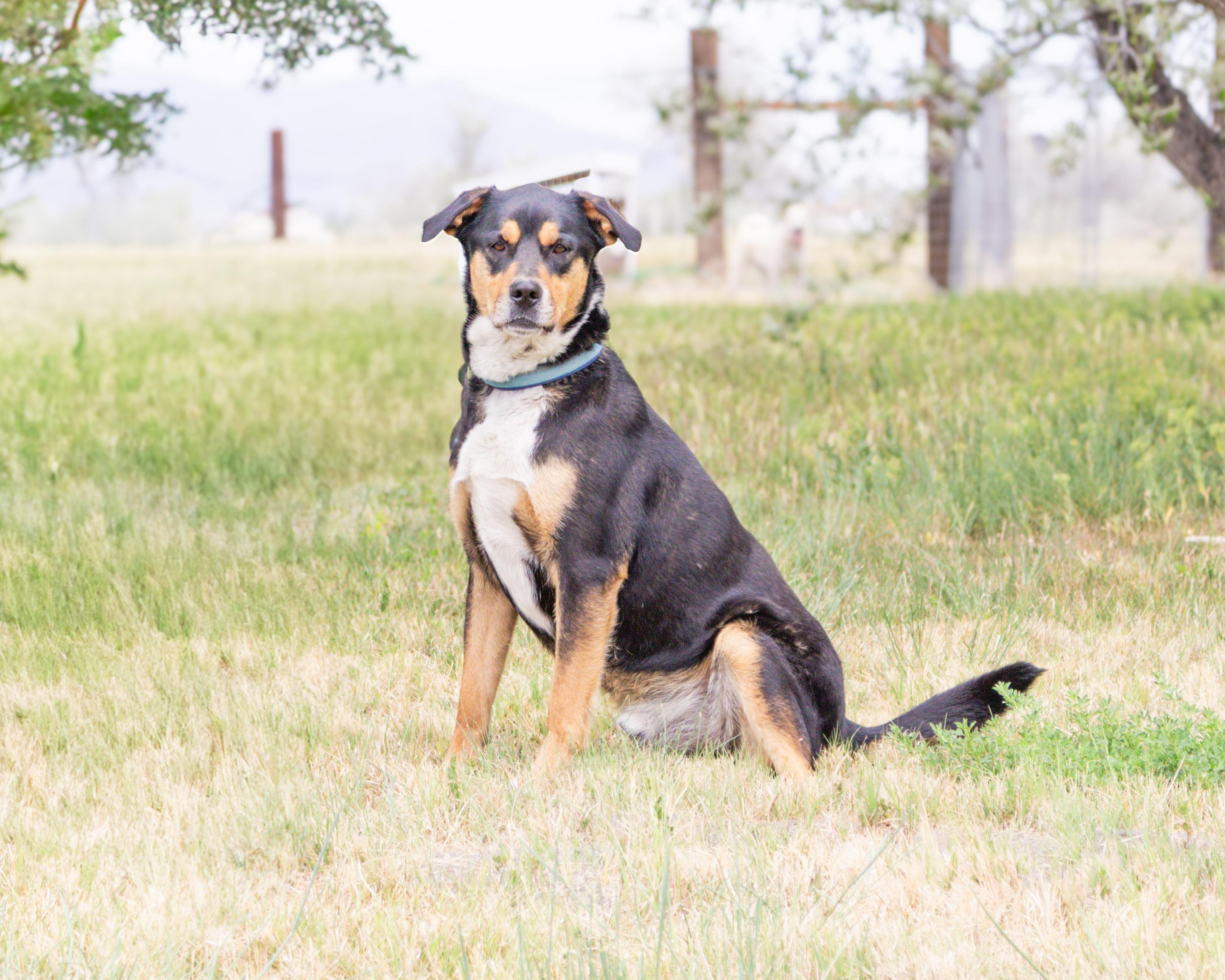 Enlarge George, a Adoptable mixed breed in Grantsville, UT image 2/2