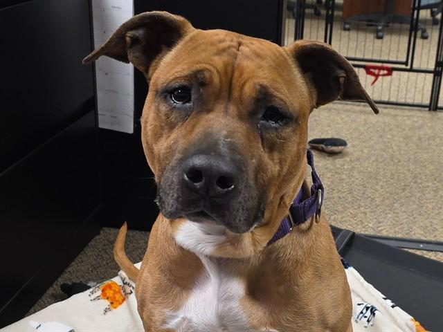 MELON, Adoptable, Young Female Black Mouth Cur & Mixed Breed.