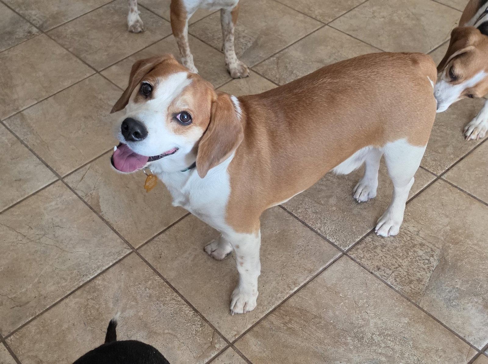 Enlarge Augie, a Adopted Beagle in Las Vegas, NV image 1/3