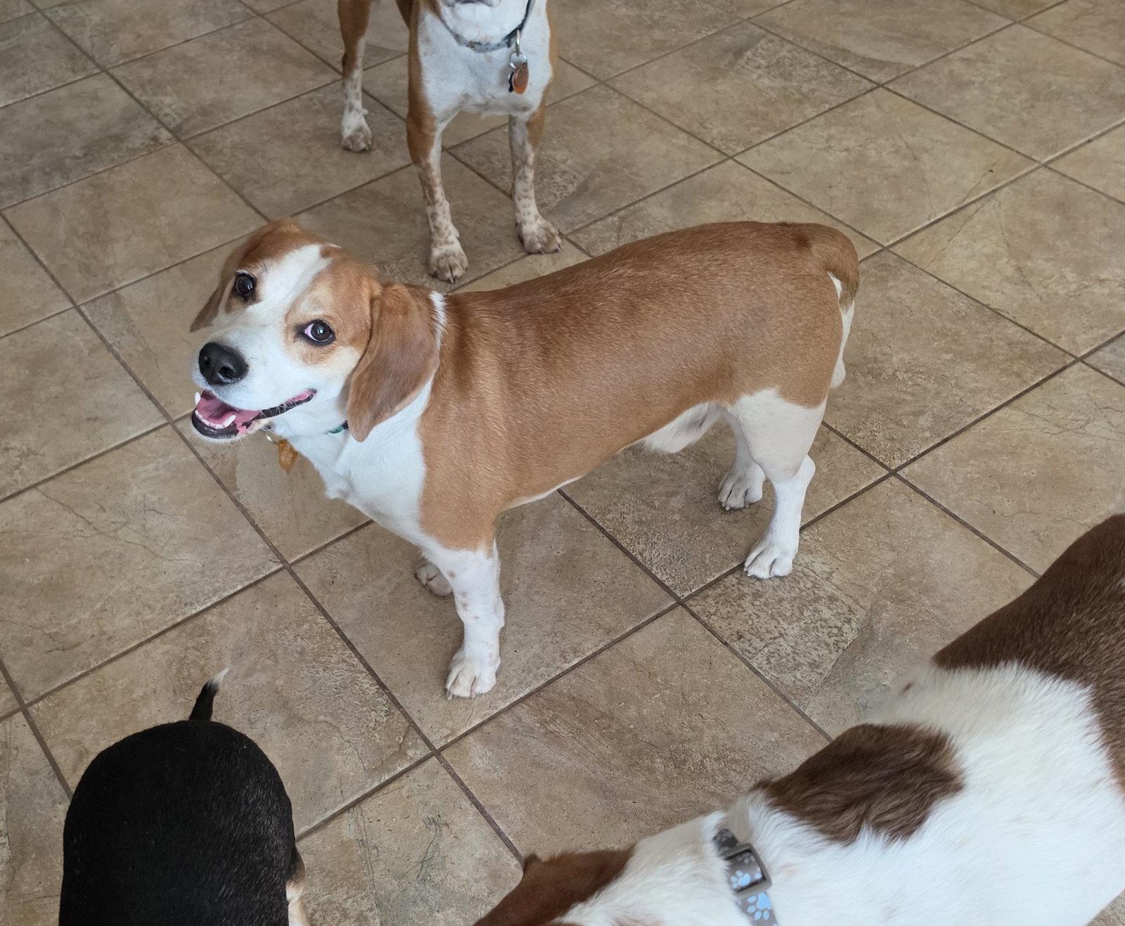 Enlarge Augie, a Adopted Beagle in Las Vegas, NV image 2/3