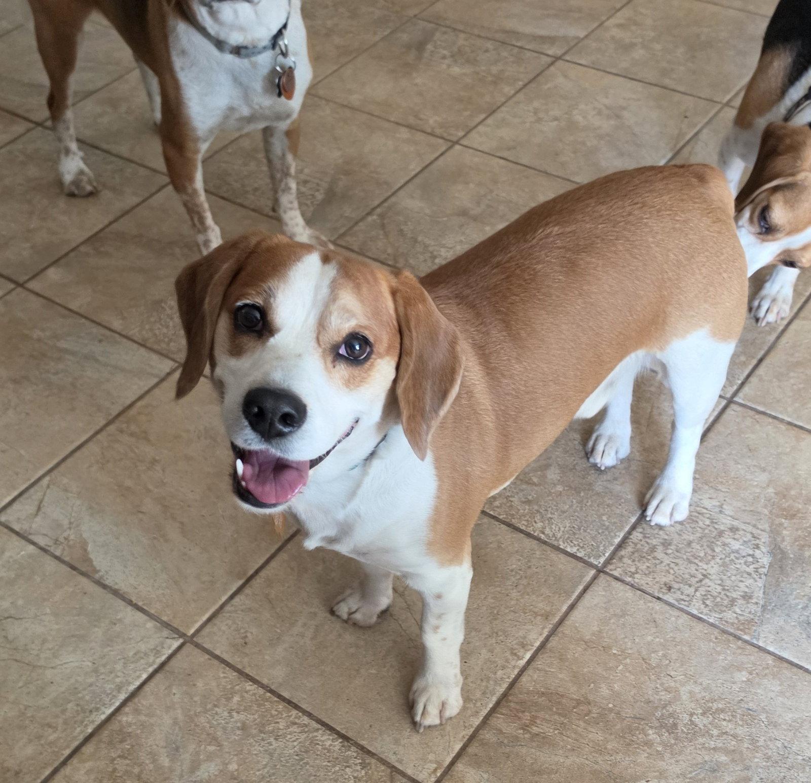 Enlarge Augie, a Adopted Beagle in Las Vegas, NV image 3/3