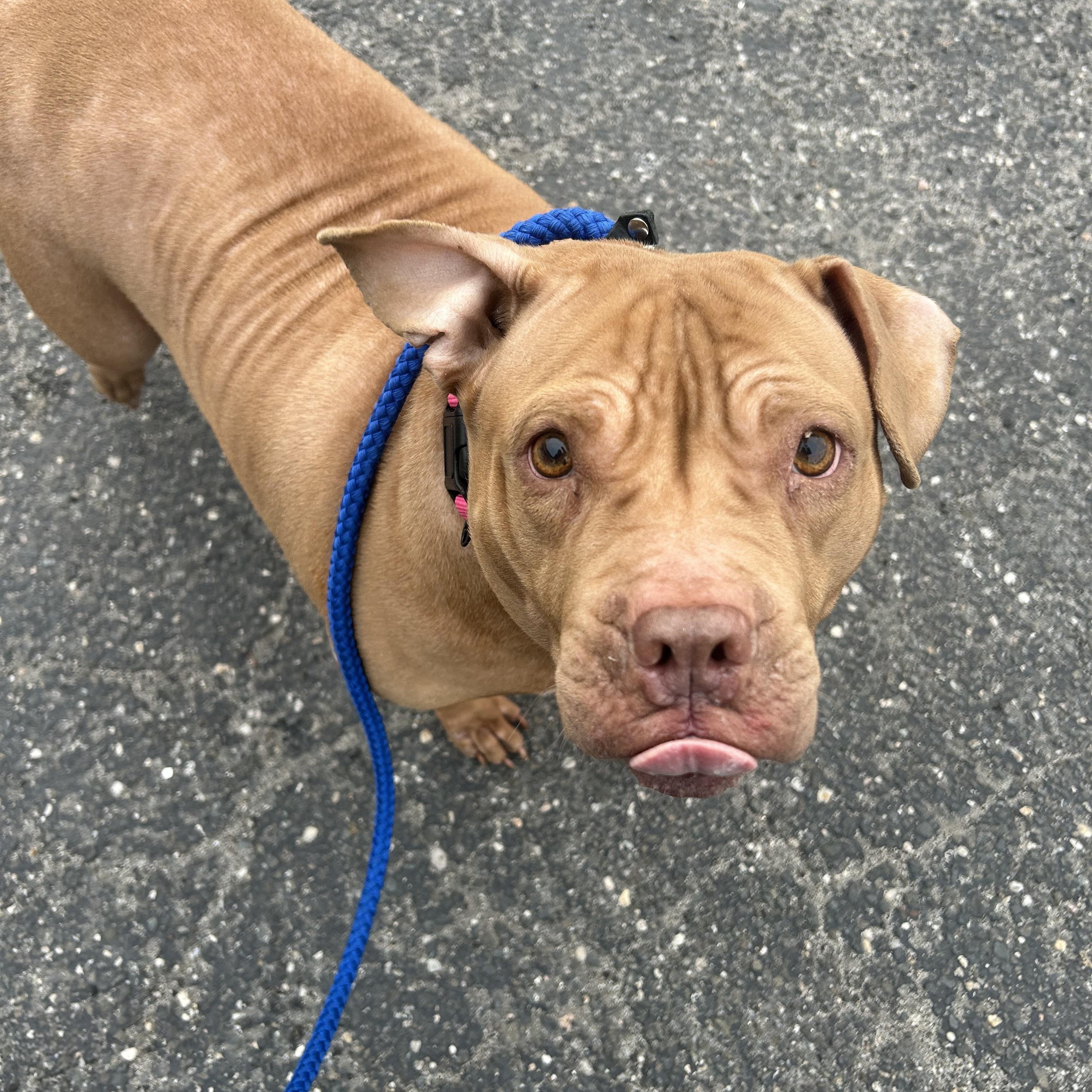 Martha Maye, a ADOPTABLE Mixed Breed in Medford, NY image 3/3