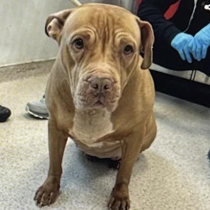 Martha Maye, a ADOPTABLE Mixed Breed in Medford, NY image 2/3