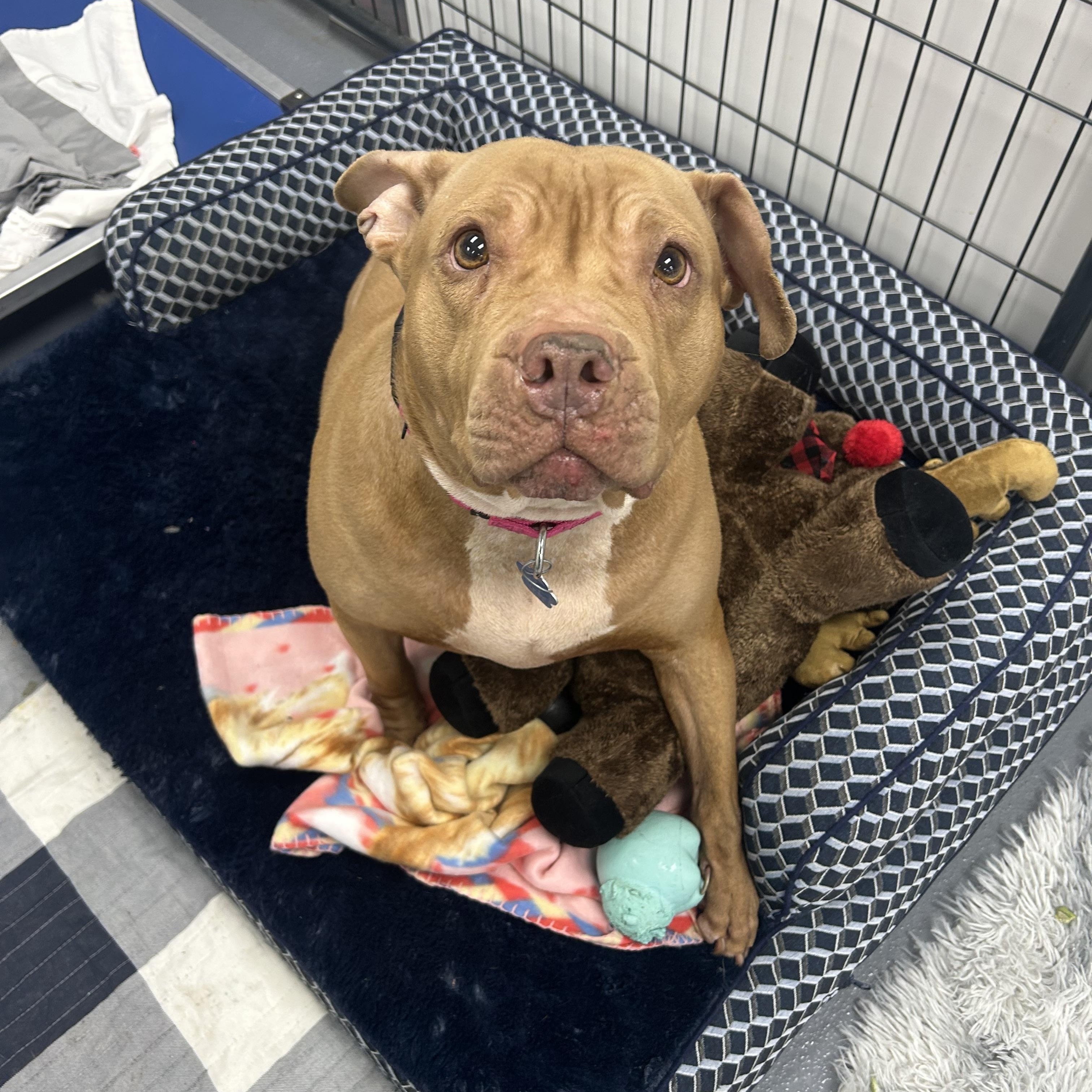 Martha Maye, ADOPTABLE, Adult Female Mixed Breed.