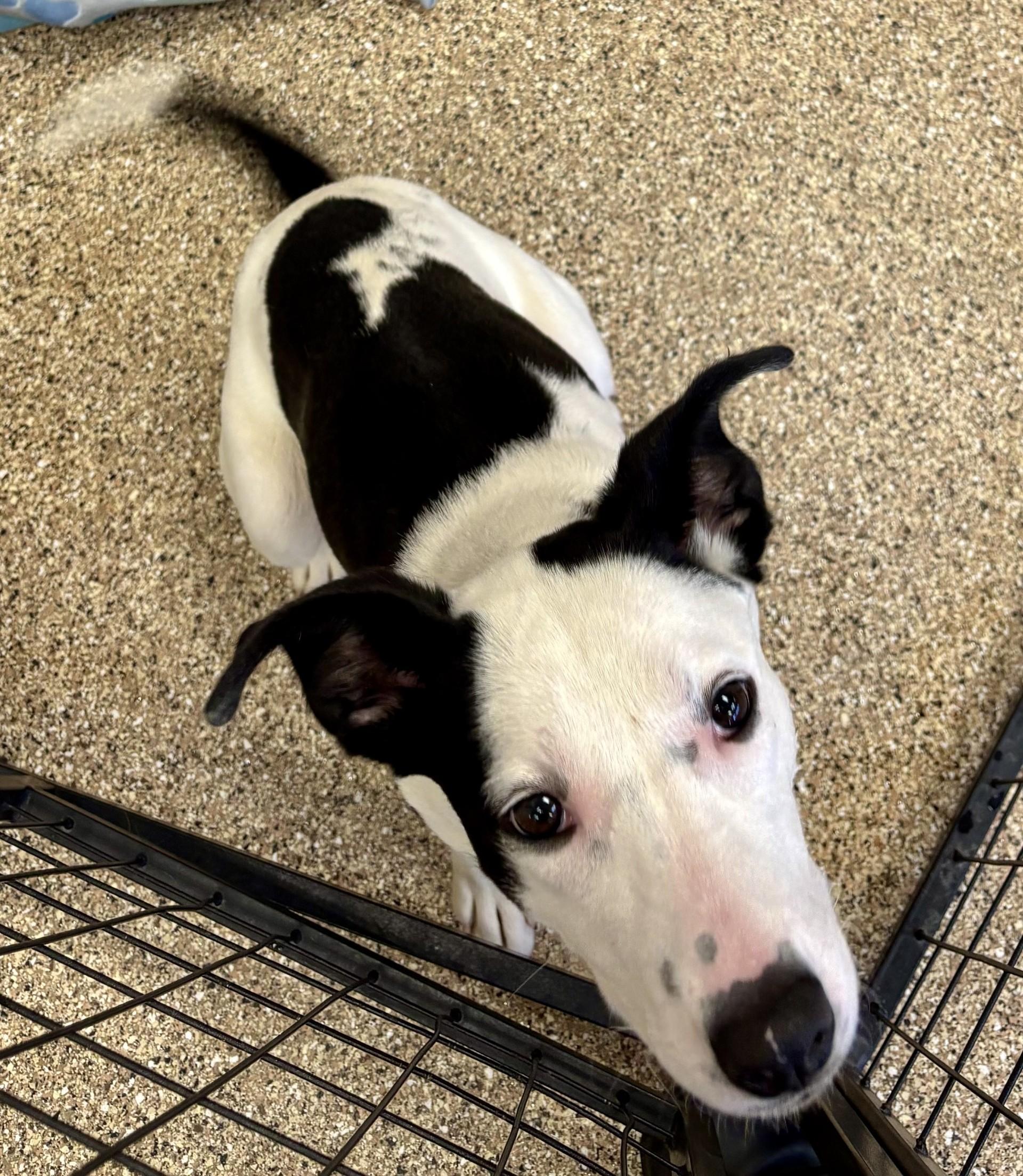 Cowrice, adopted, Young Female Pit Bull Terrier & Jack Russell Terrier.