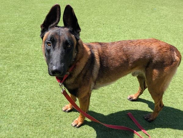 Enlarge Captain, a Adoptable mixed breed in Oceanside, CA image 1/1