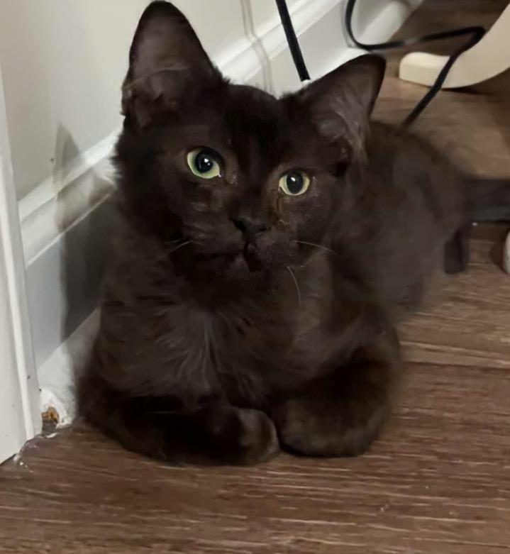 Regina (bonded To Arnold)