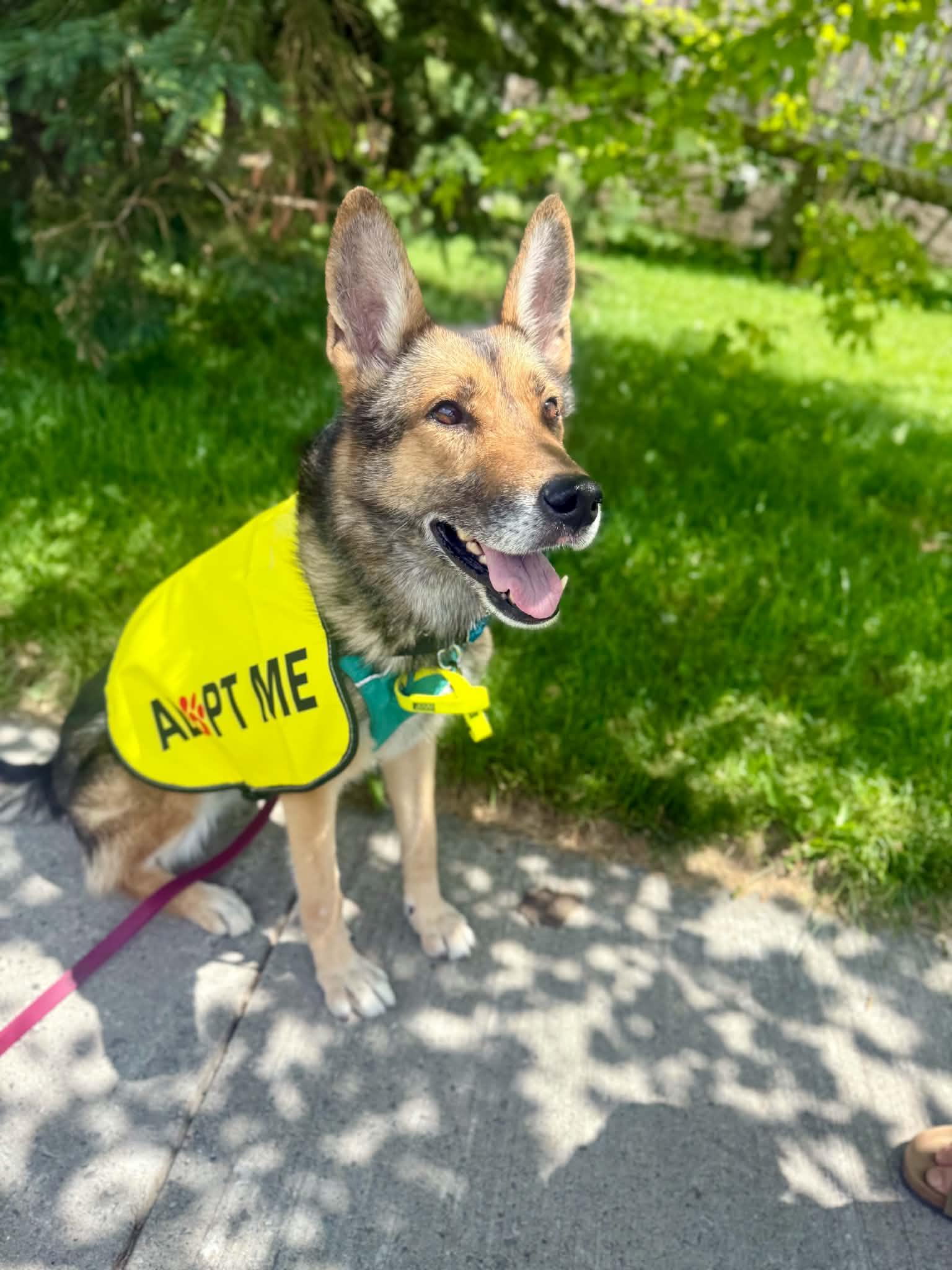 Enlarge Roxanne, a Adoptable mixed breed in Toronto, ON image 2/6
