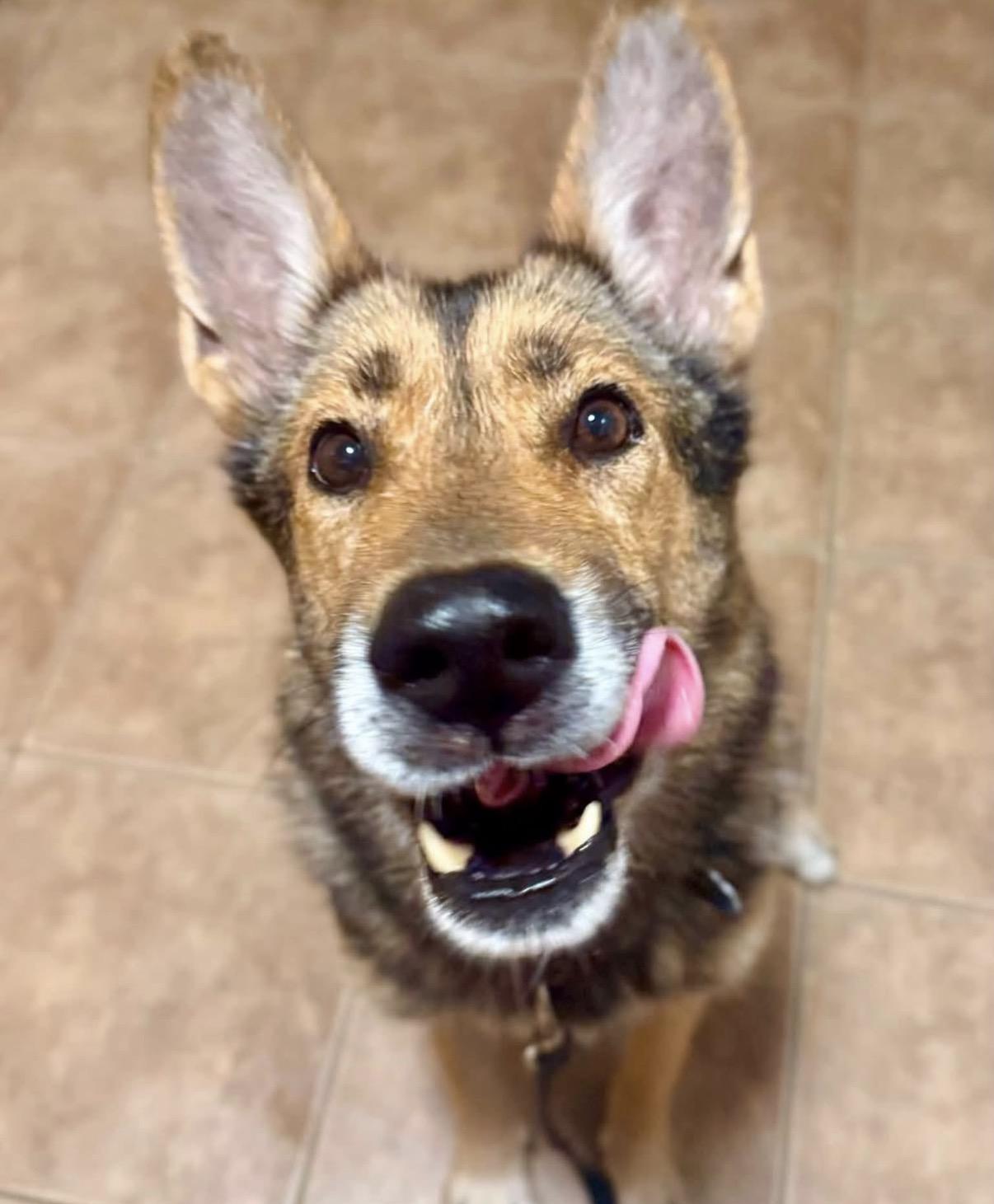 Enlarge Roxanne, a Adoptable mixed breed in Toronto, ON image 1/6