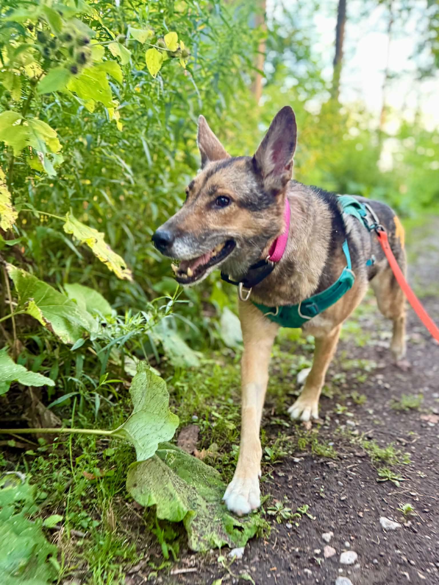 Enlarge Roxanne, a Adoptable mixed breed in Toronto, ON image 3/6