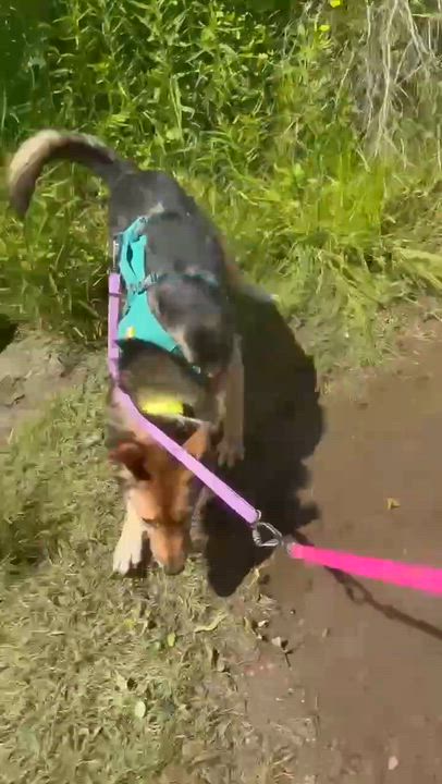 Enlarge Roxanne, a Adoptable mixed breed in Toronto, ON video 6/6