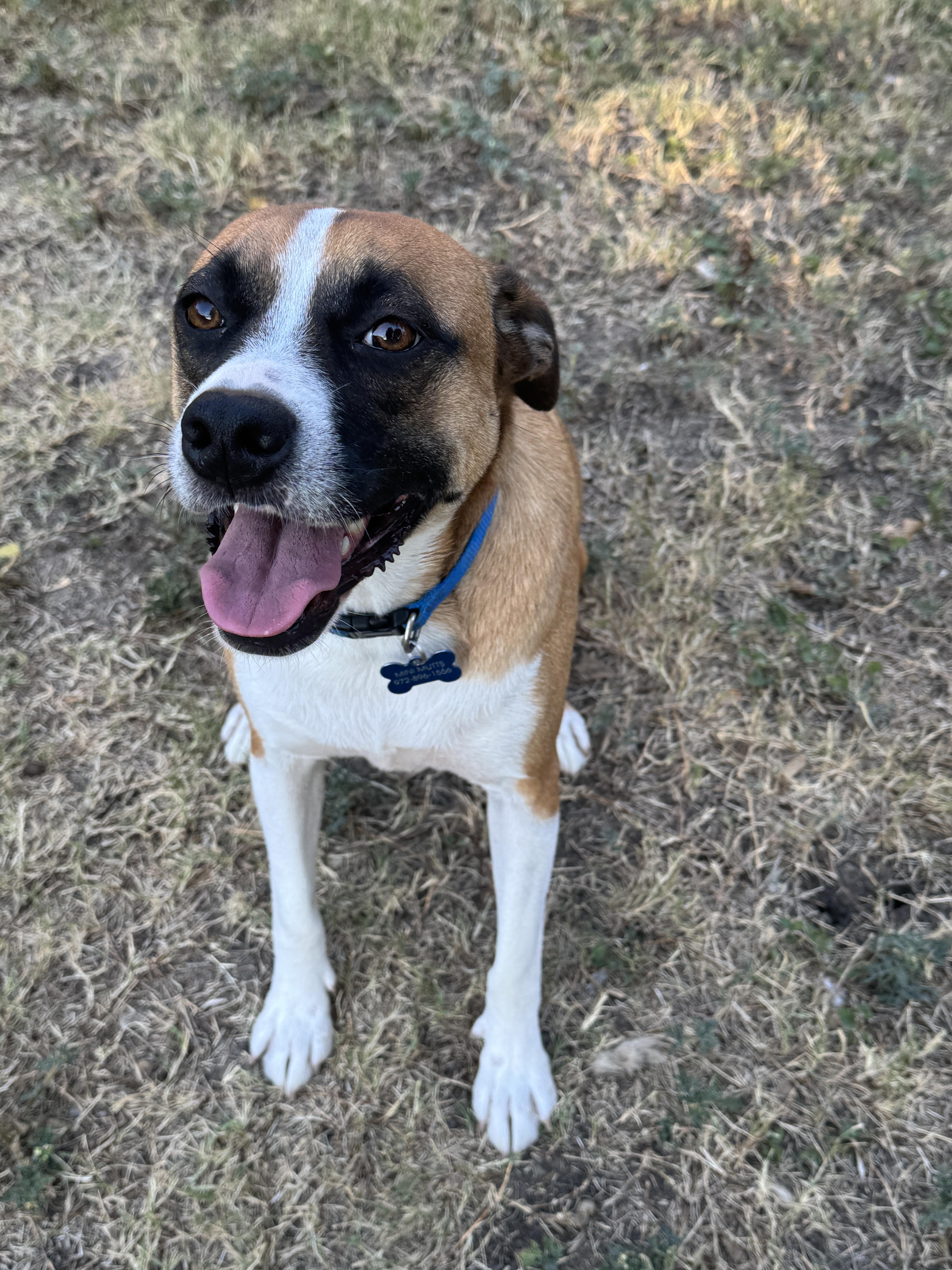 RIO, a Adoptable mixed breed in Grand Prairie, TX image 1/6