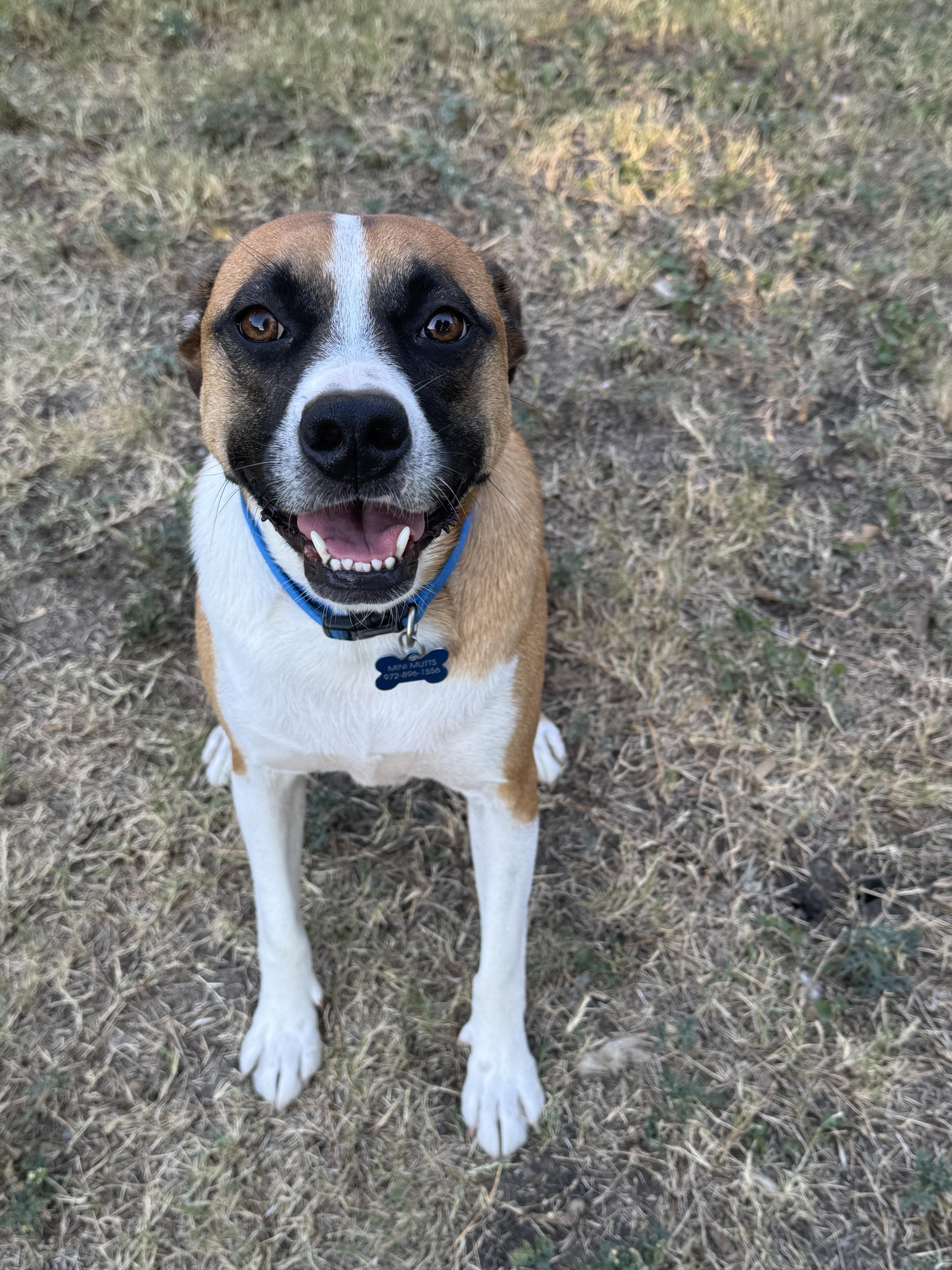 RIO, a Adoptable mixed breed in Grand Prairie, TX image 2/6