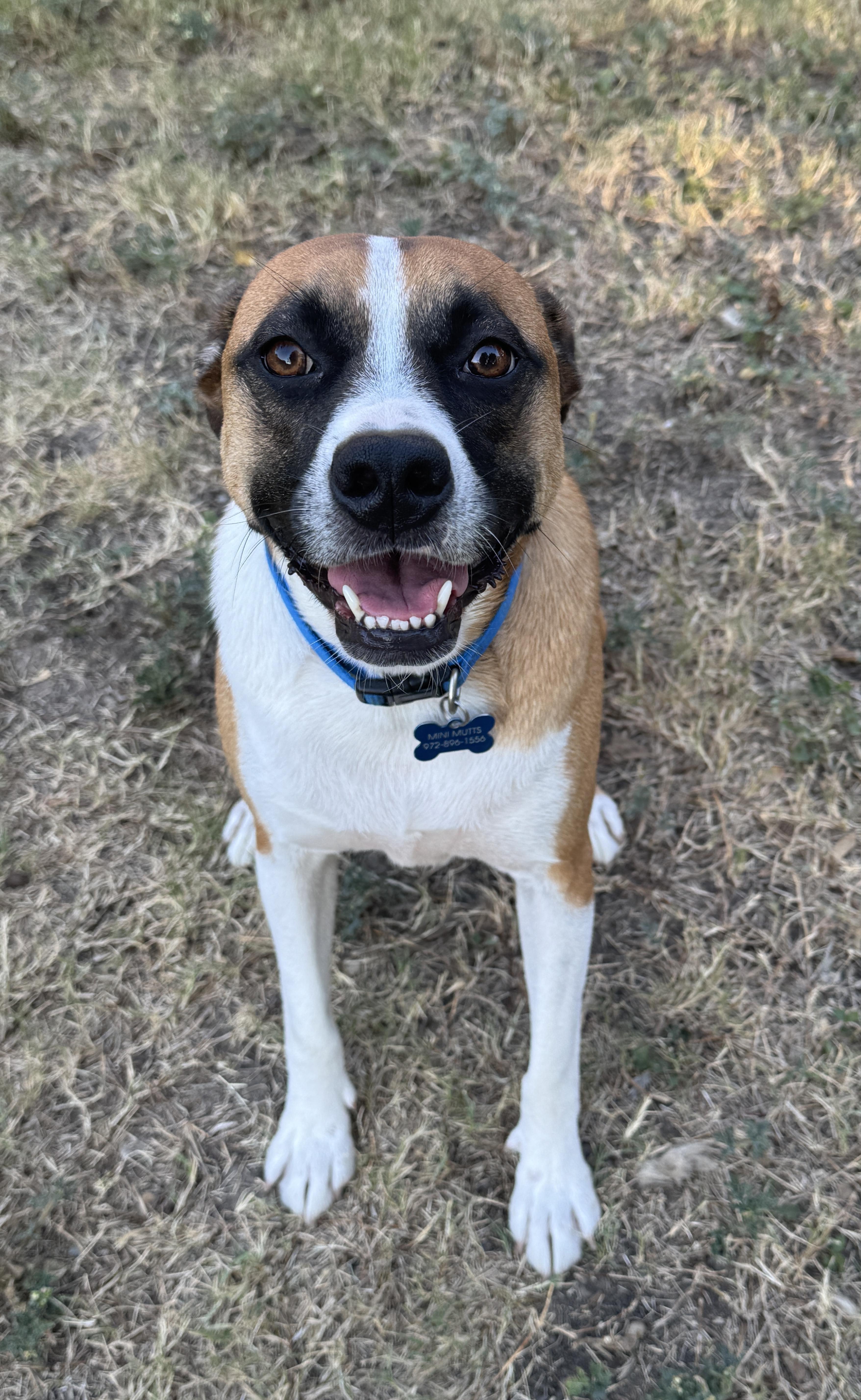 RIO, Adoptable, Adult Male Boxer.