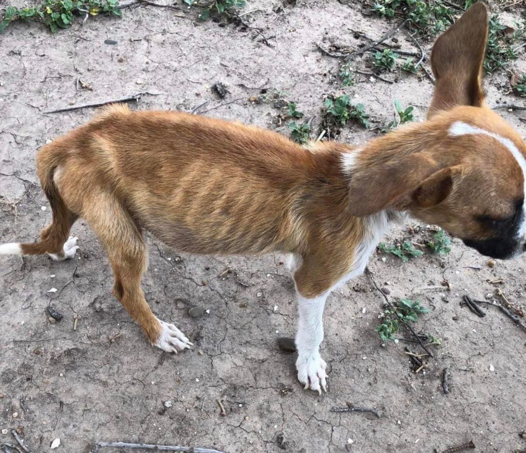 RIO, a Adoptable mixed breed in Grand Prairie, TX image 6/6