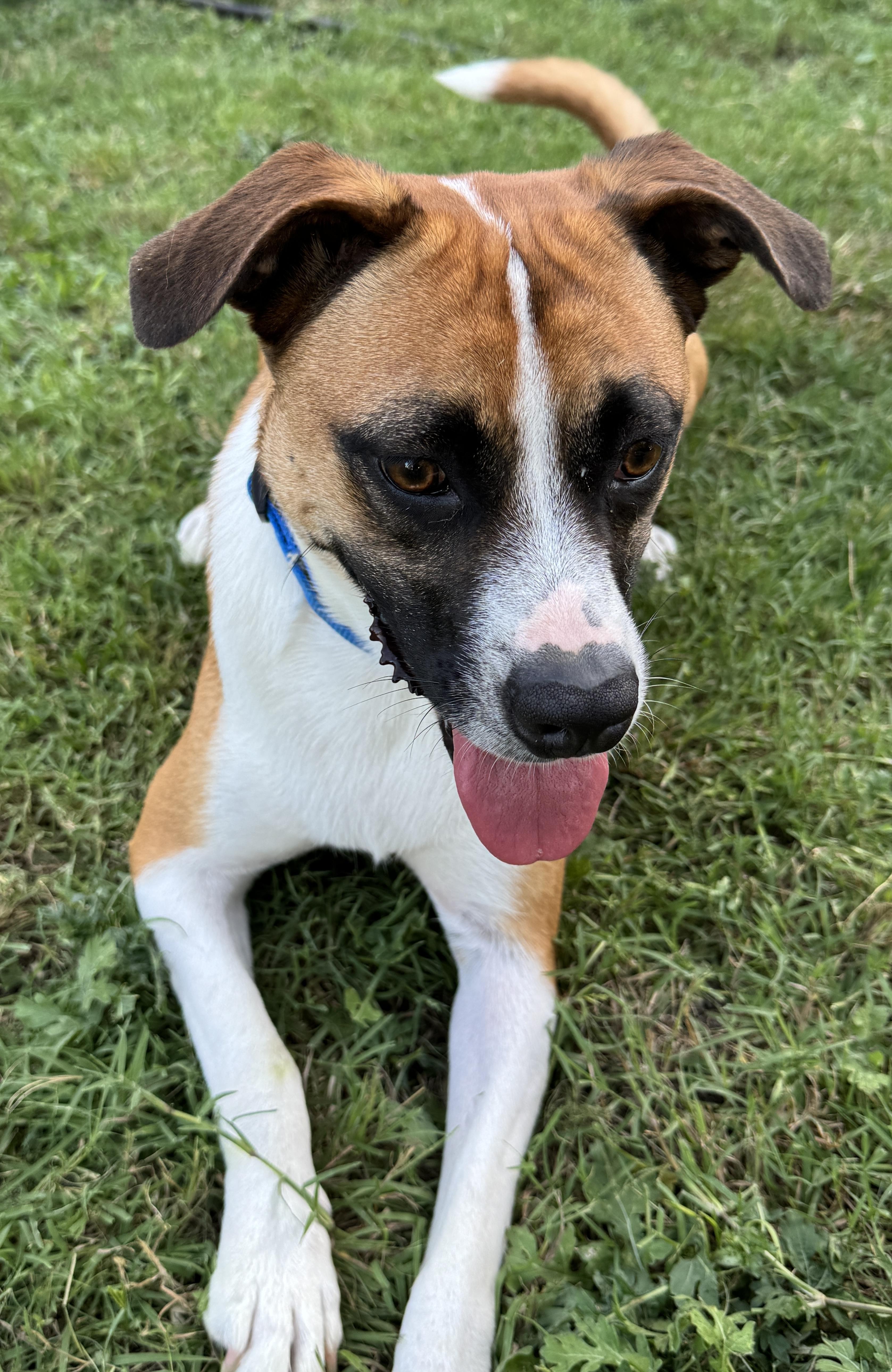 RIO, a Adoptable mixed breed in Grand Prairie, TX image 3/6