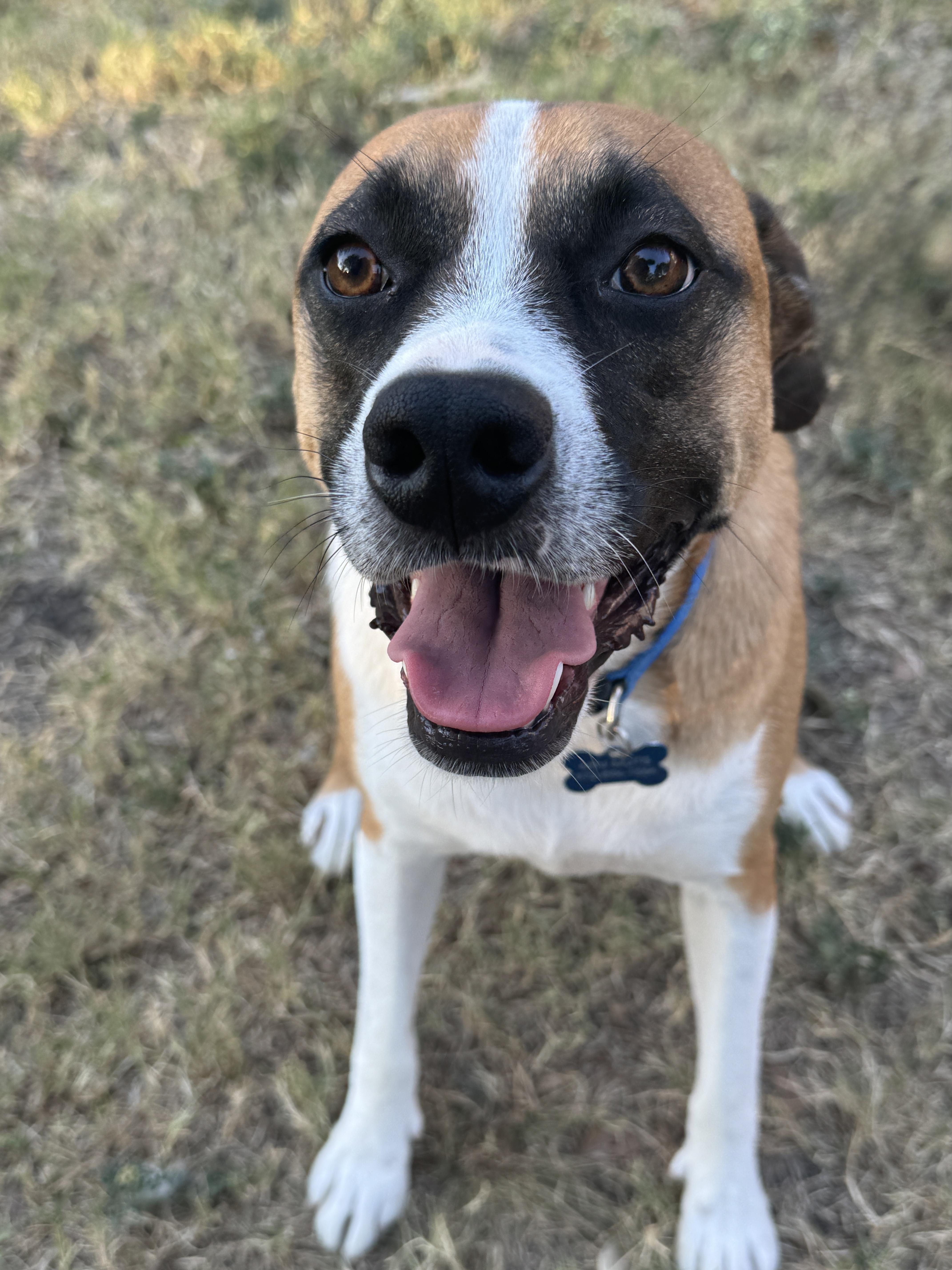 RIO, a Adoptable mixed breed in Grand Prairie, TX image 4/6
