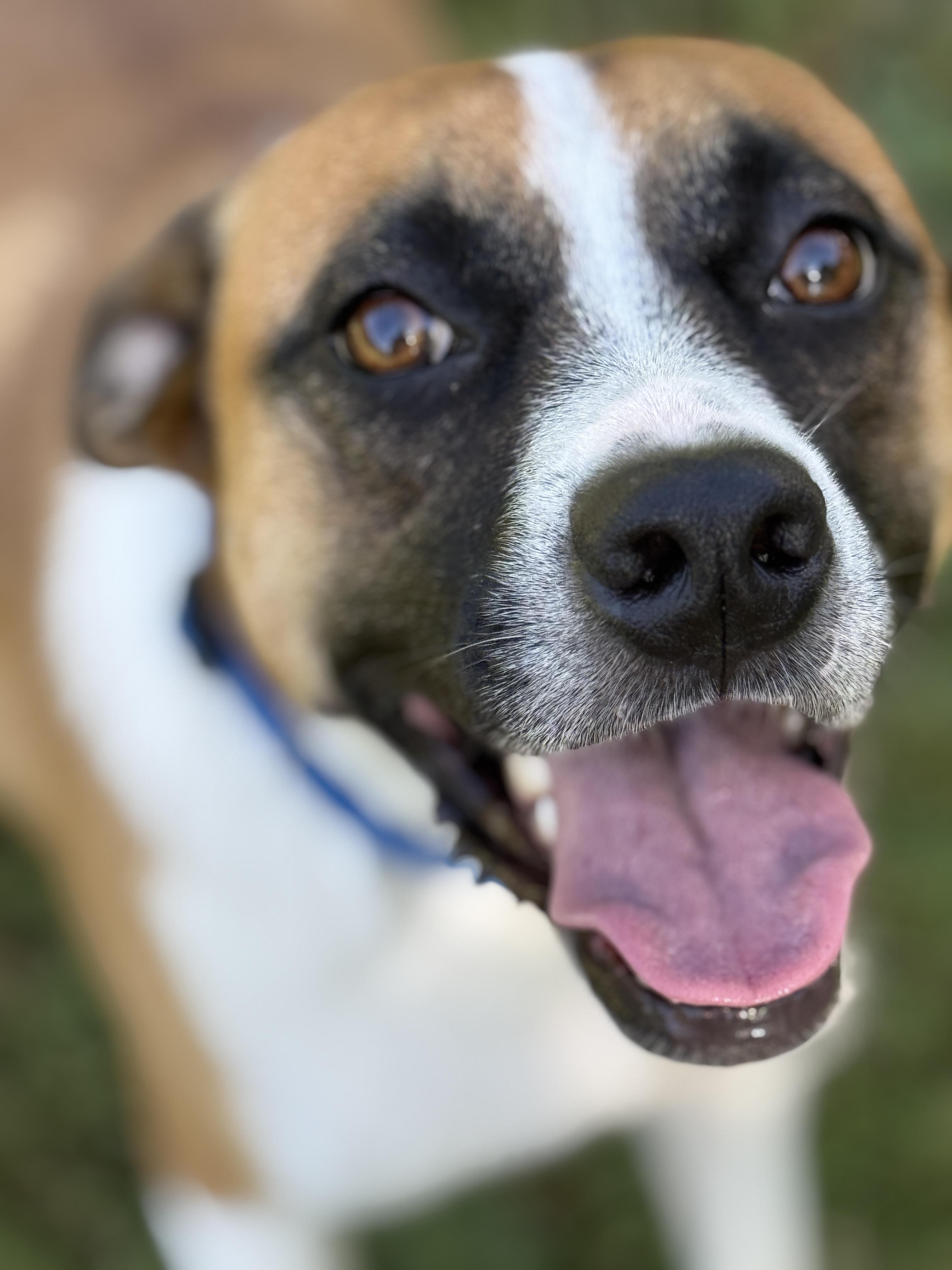 RIO, a Adoptable mixed breed in Grand Prairie, TX image 5/6