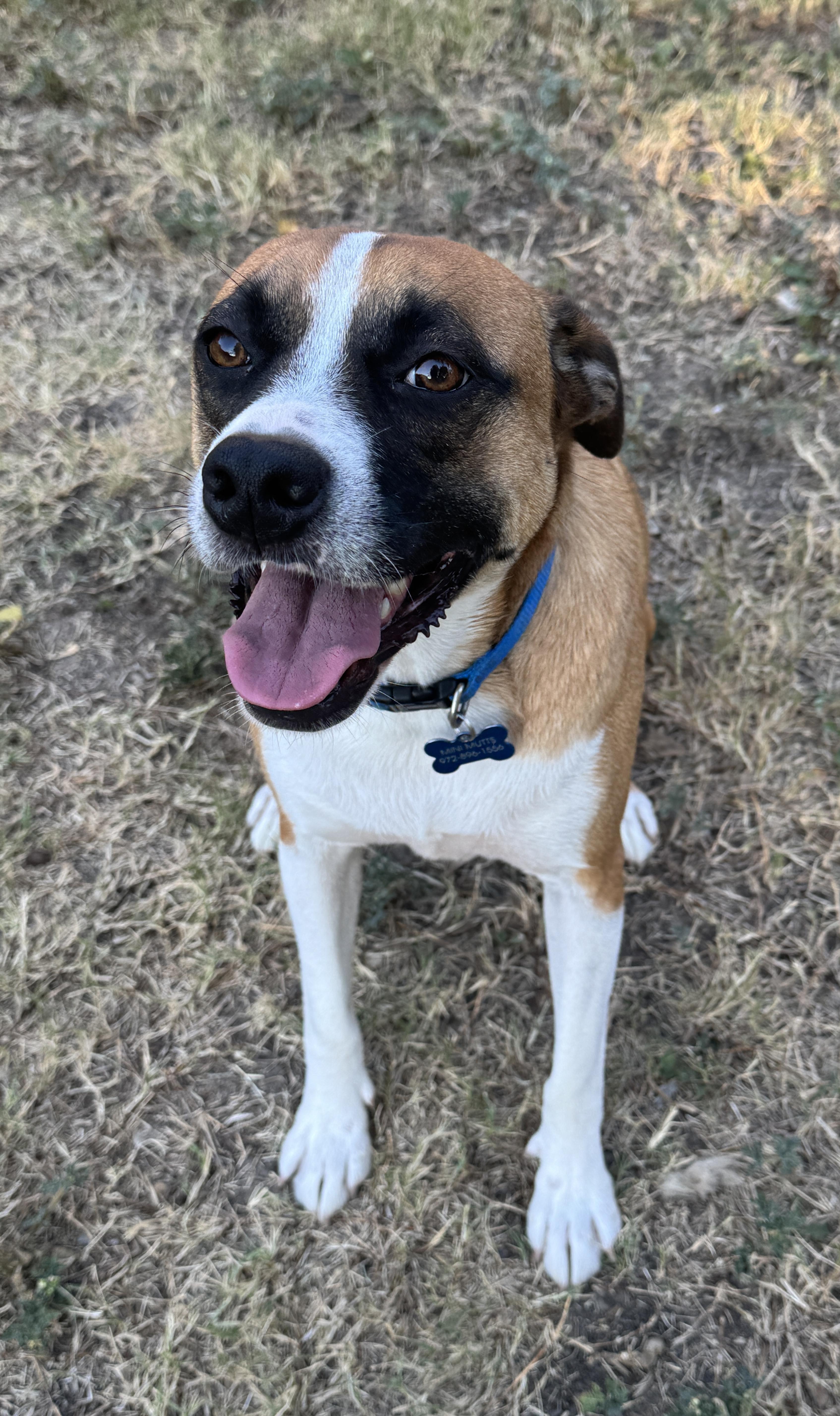 Enlarge RIO, a Adoptable mixed breed in Grand Prairie, TX image 3/5