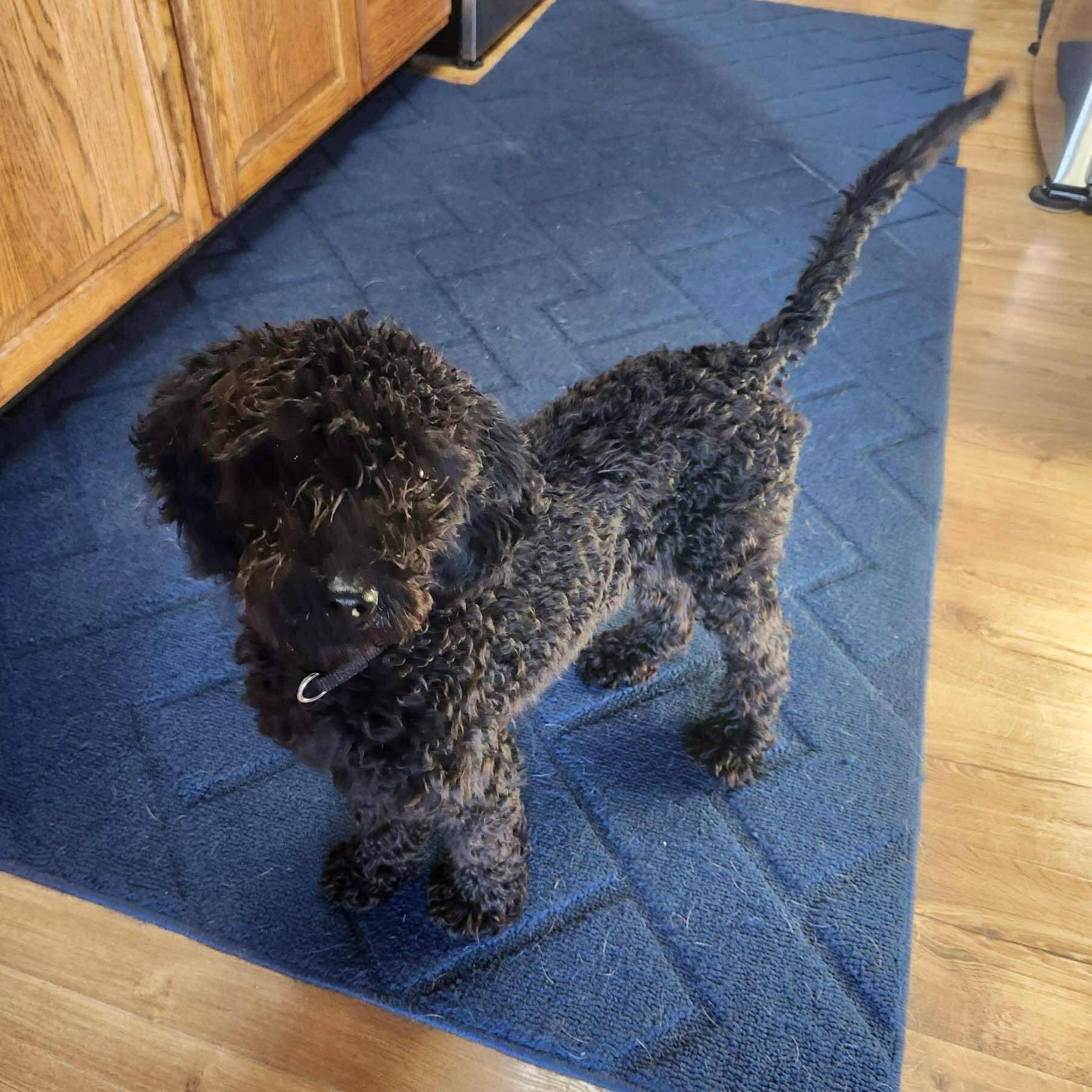 Calliope, an adoptable Labradoodle in Rochester, NY, 14609 | Photo Image 3