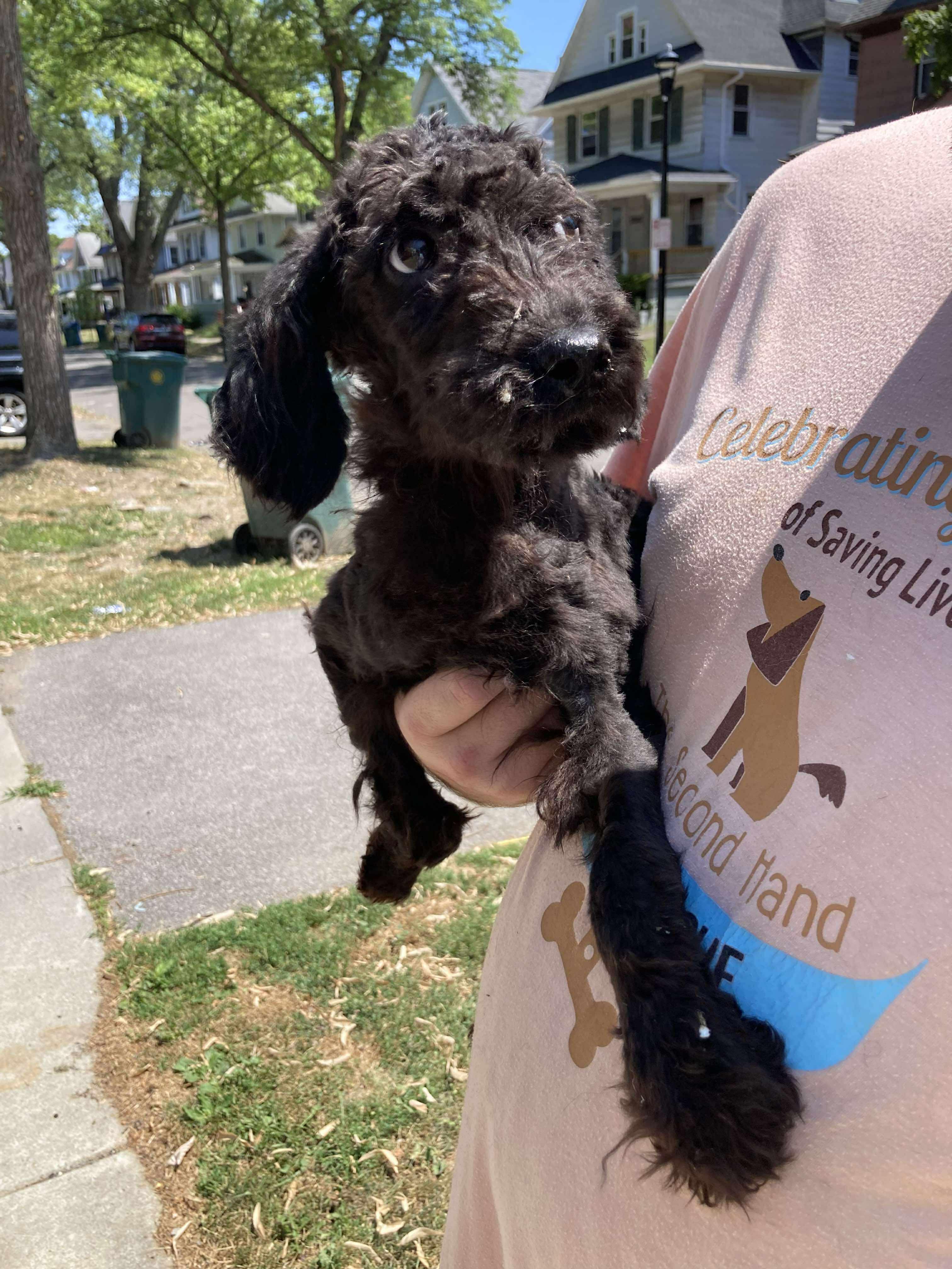 Calliope, an adoptable Labradoodle in Rochester, NY, 14609 | Photo Image 6