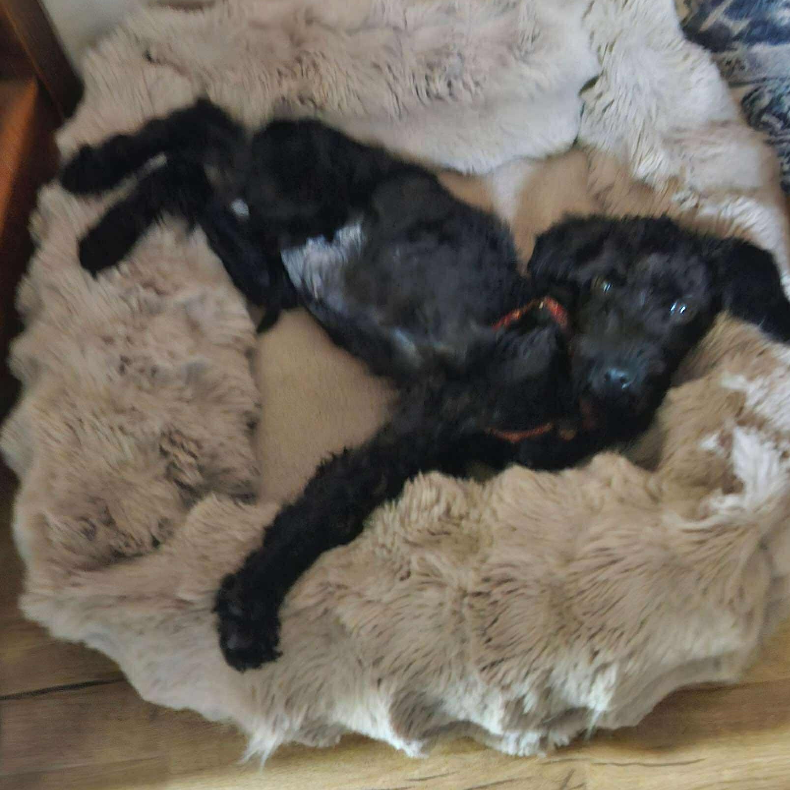 Calliope, an adoptable Labradoodle in Rochester, NY, 14609 | Photo Image 3