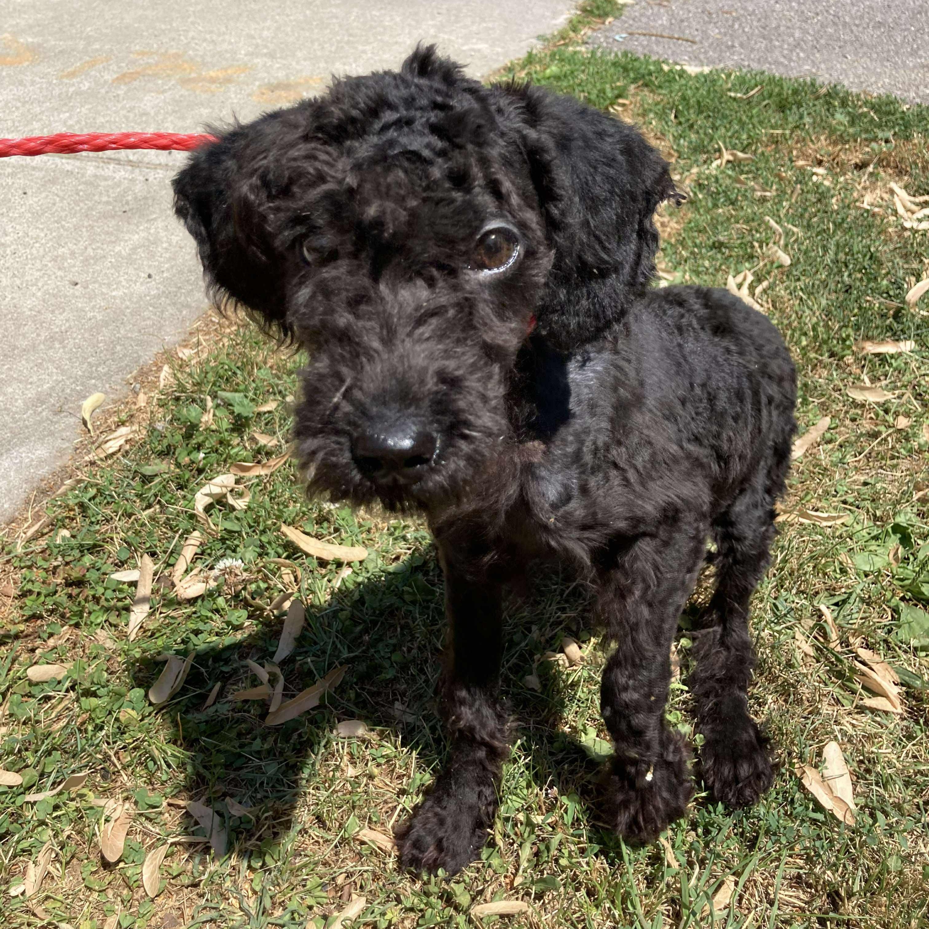 Calliope, an adoptable Labradoodle in Rochester, NY, 14609 | Photo Image 4