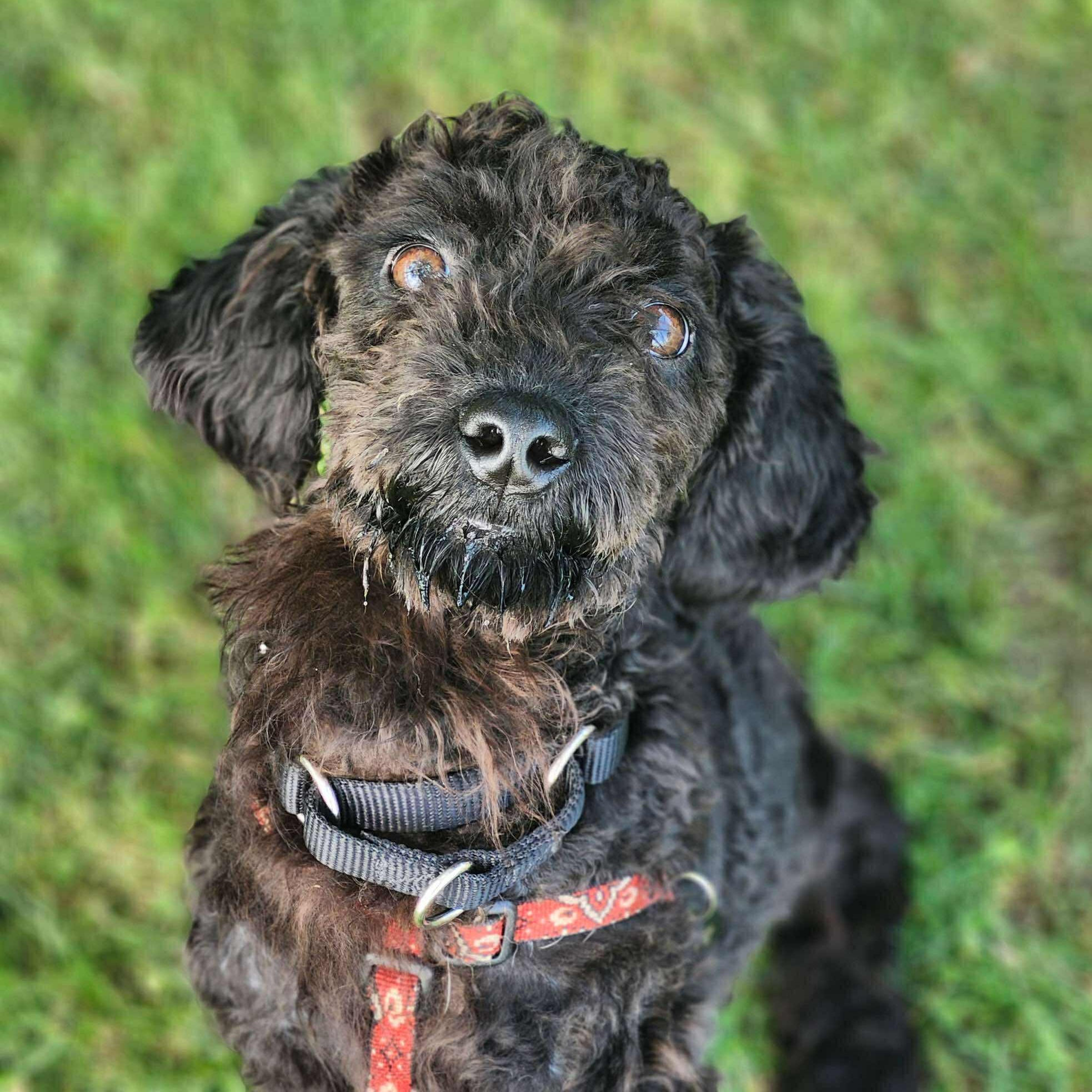 Calliope, an adoptable Labradoodle in Rochester, NY, 14609 | Photo Image 2