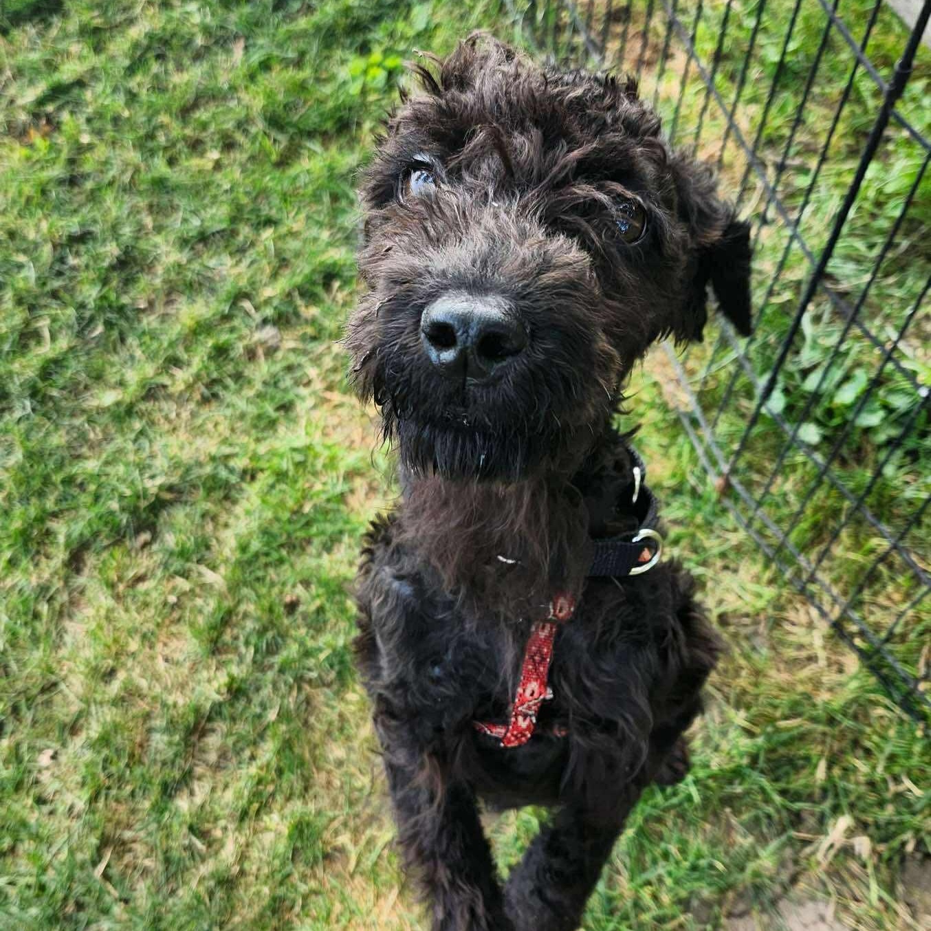 Calliope, an adoptable Labradoodle in Rochester, NY, 14609 | Photo Image 5