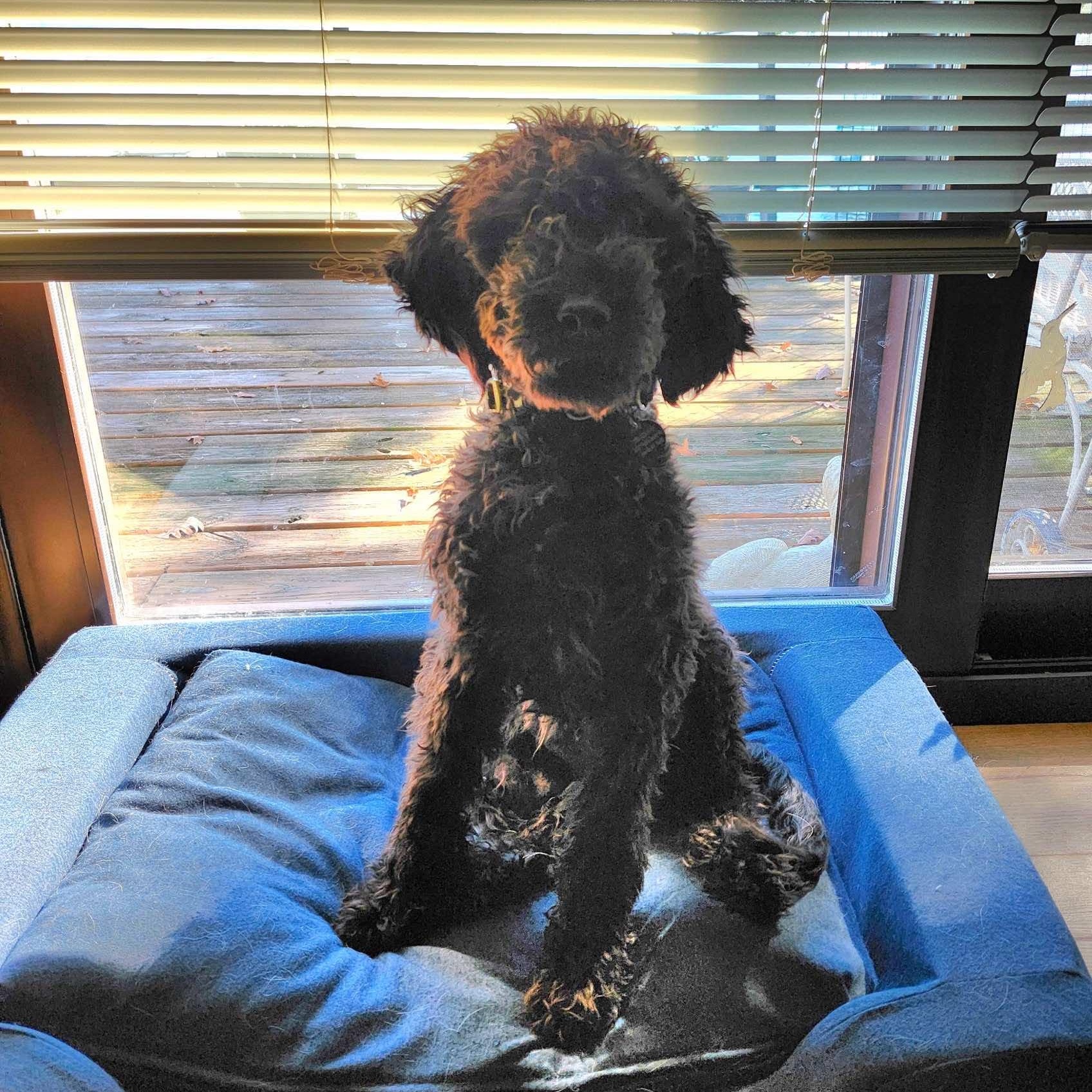 Calliope, an adoptable Labradoodle in Rochester, NY, 14609 | Photo Image 1