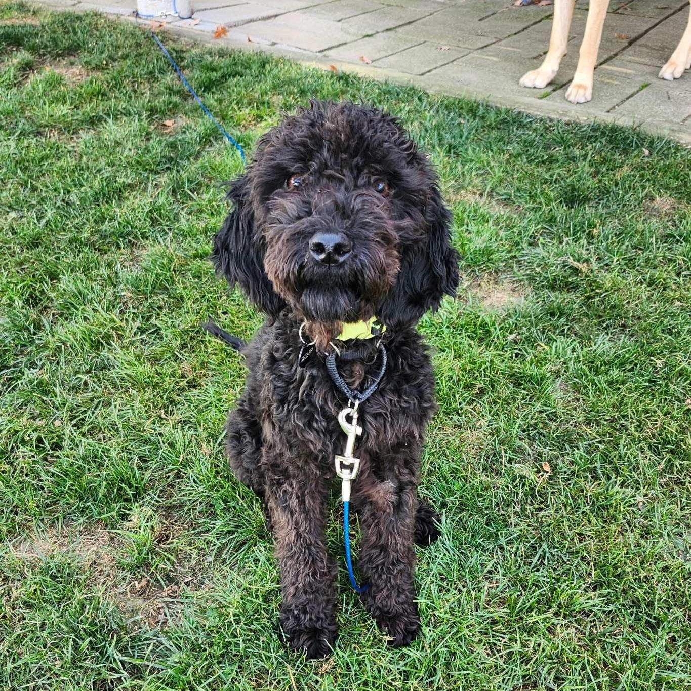 Calliope, an adoptable Labradoodle in Rochester, NY, 14609 | Photo Image 4