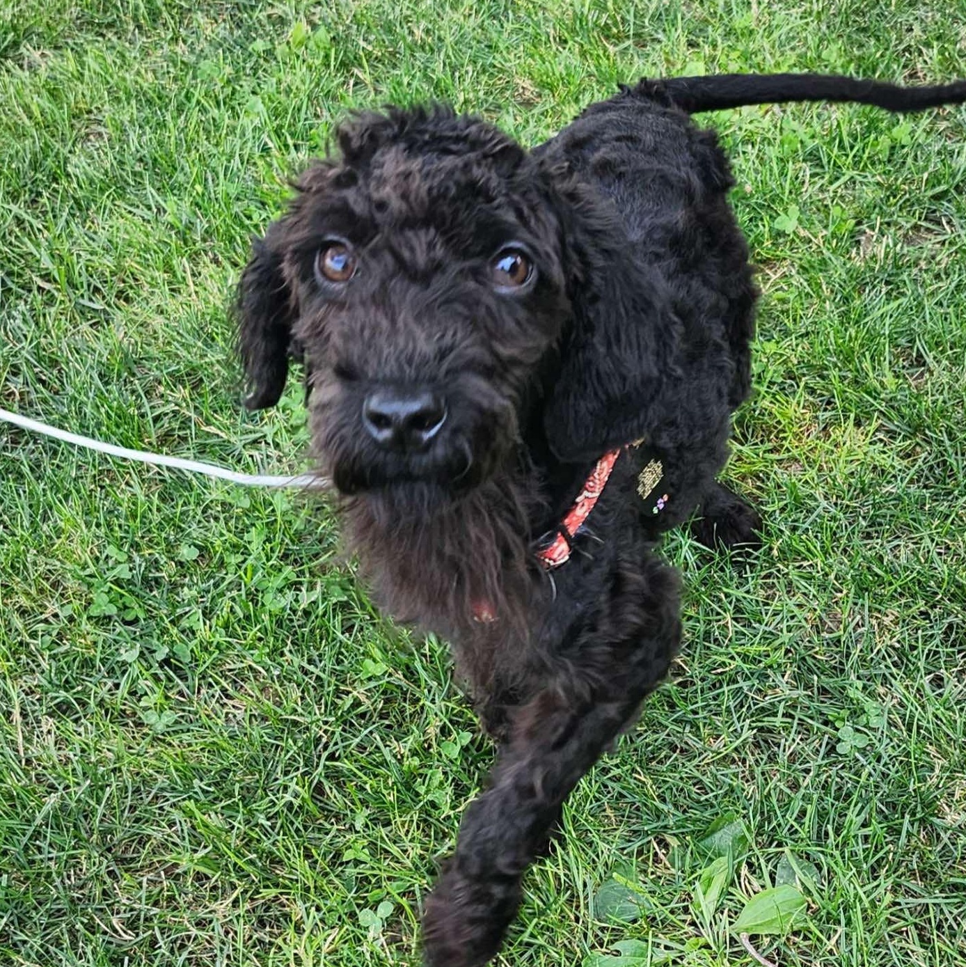 Calliope, an adoptable Labradoodle in Rochester, NY, 14609 | Photo Image 1