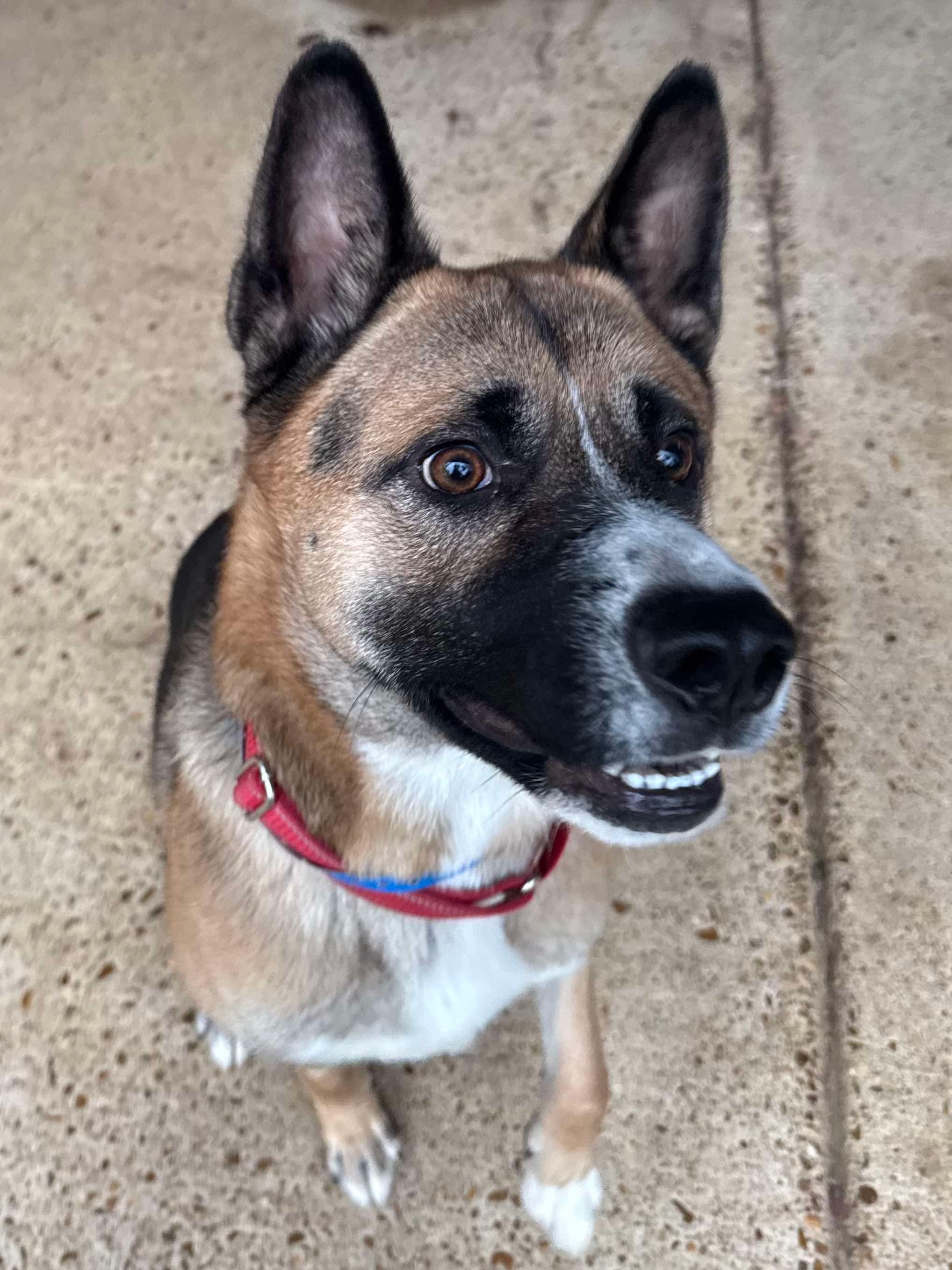 Enlarge Gino, a ADOPTABLE mixed breed in Randleman, NC image 4/4
