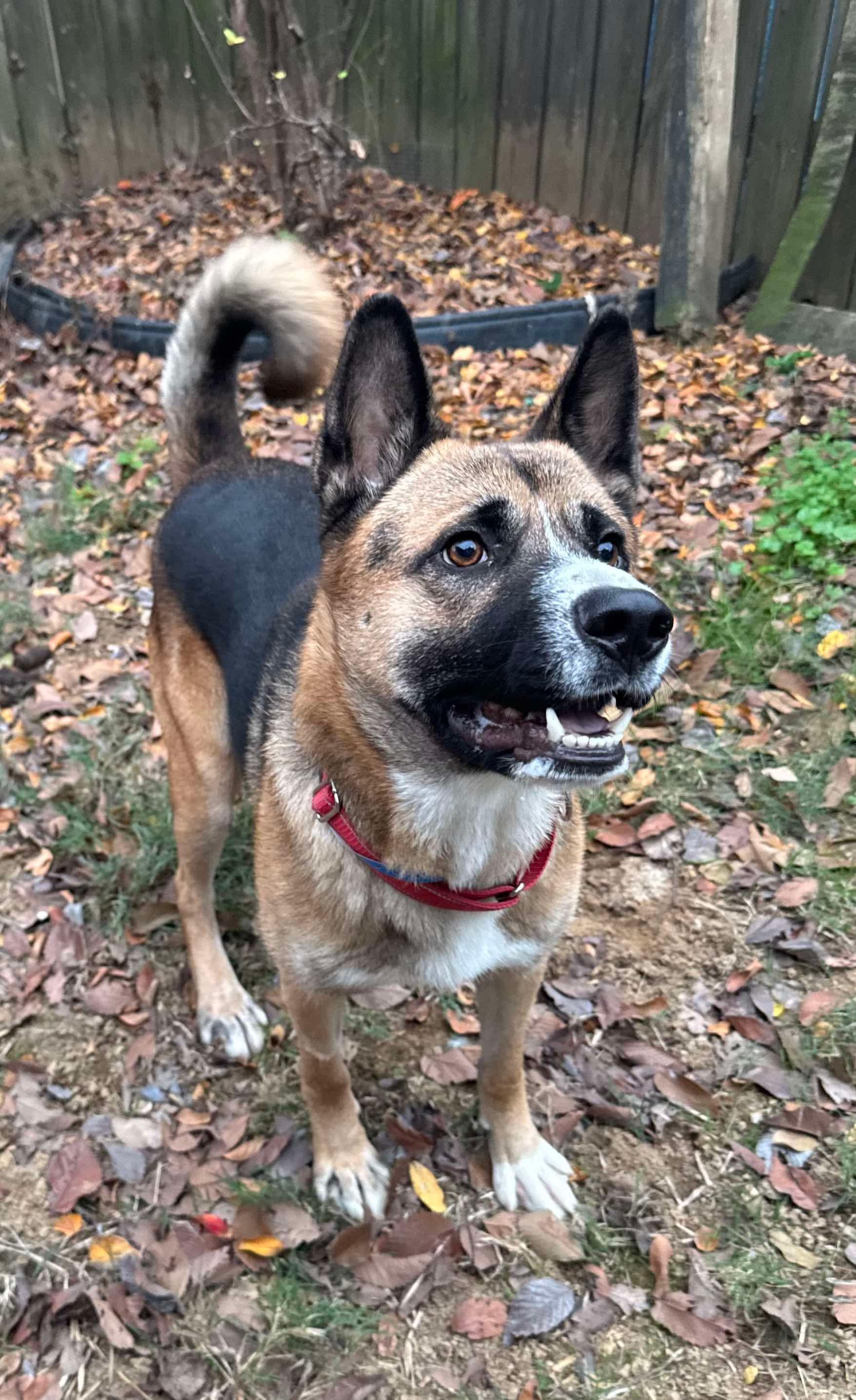 Enlarge Gino, a ADOPTABLE mixed breed in Randleman, NC image 1/4