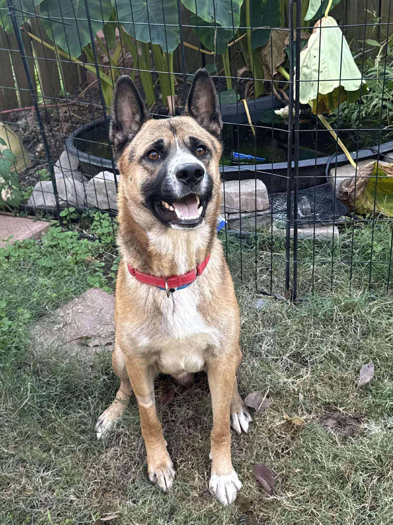 Enlarge Gino, a ADOPTABLE mixed breed in Randleman, NC image 2/4