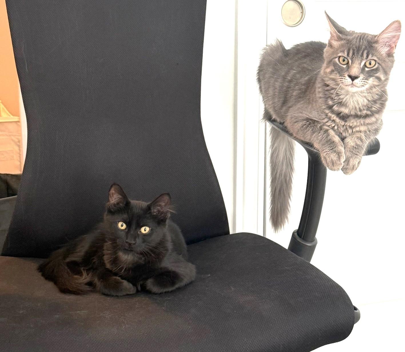 Marble, a Adoptable Tabby in Stoney Creek, ON image 4/5